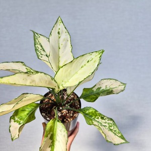 《Aglaonema Paragon》アグラオネマ パラゴン　観葉植物 ／ポット発送