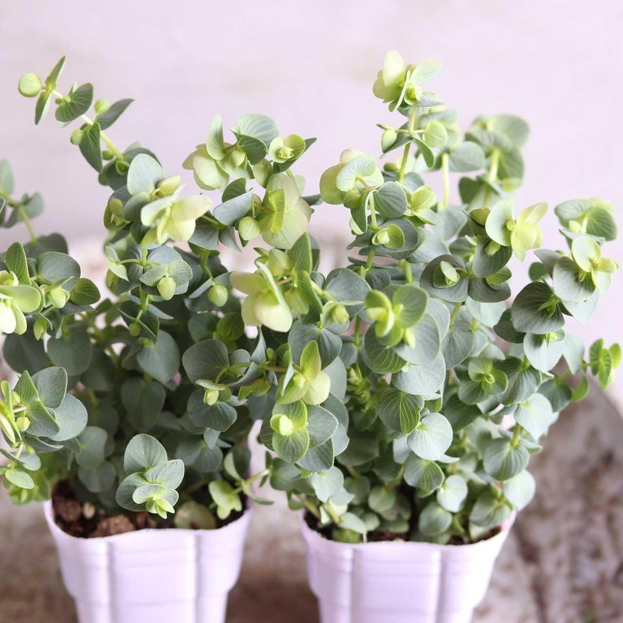 【ナチュラルな寄せ植に】オレガノ ケントビューティー｜優しいピンク×グリーン　モンディマンシェ