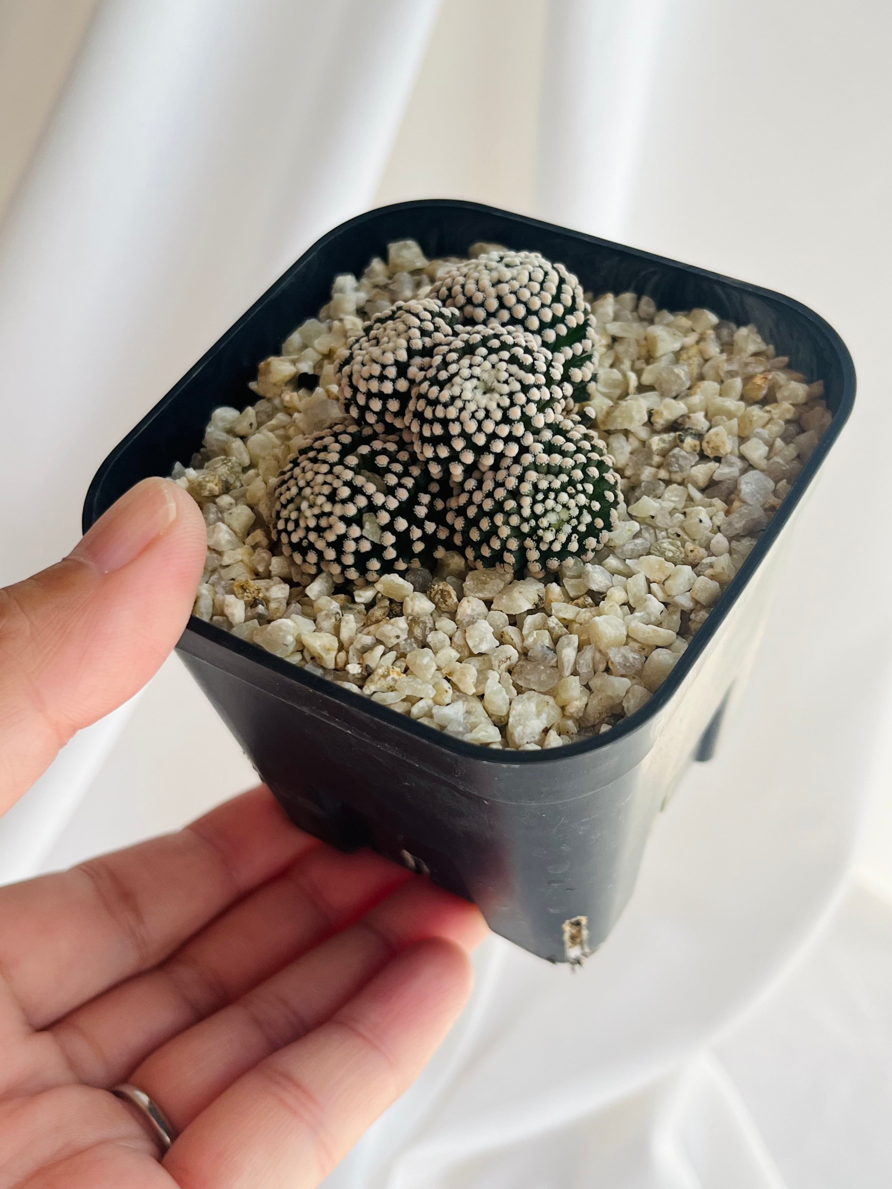 Mammillaria luethyi マミラリア ルエッティ サボテン | plants MARU