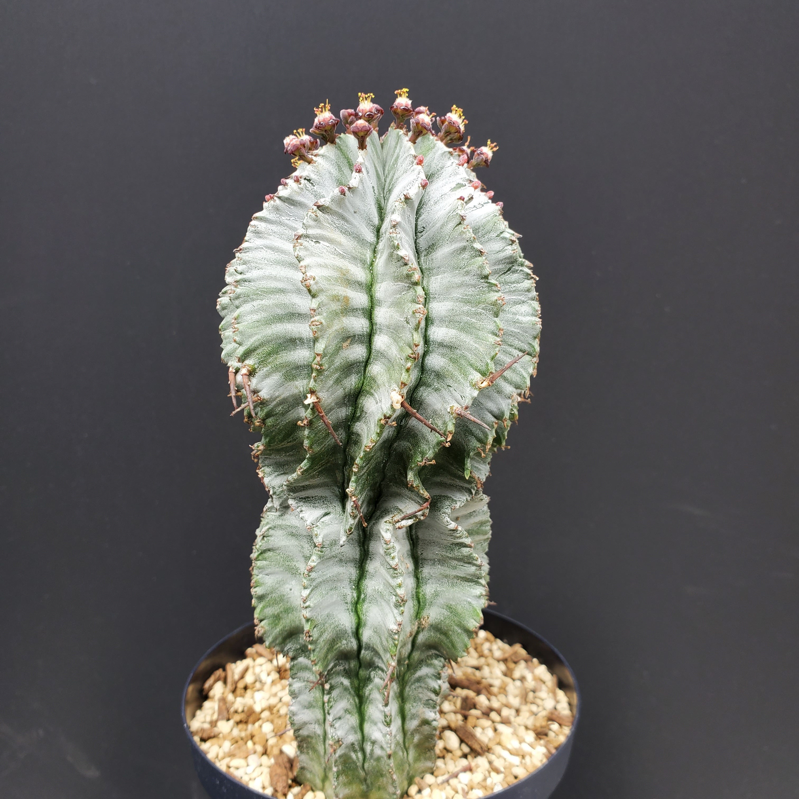 ゼブラタイプ】 Euphorbia horrida ユーフォルビア ホリダ ゼブラタイプ】 Euphorbia horrida ユーフォルビア ホリダ