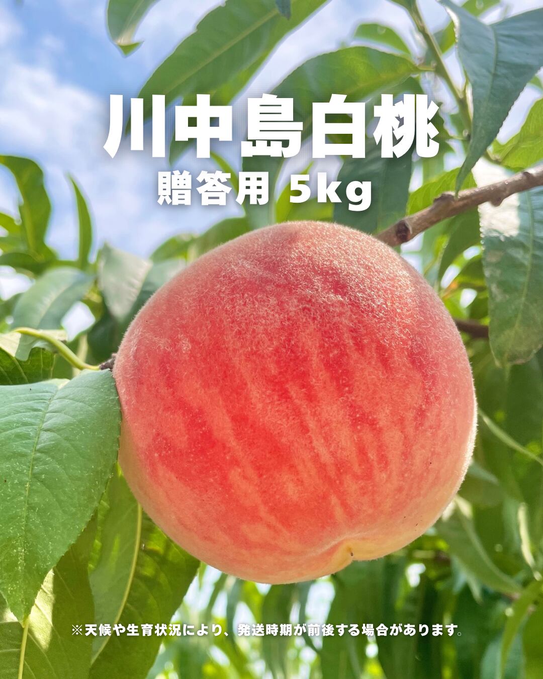 食品 川中島硬桃 5kgクール便発送 8/16限定商品