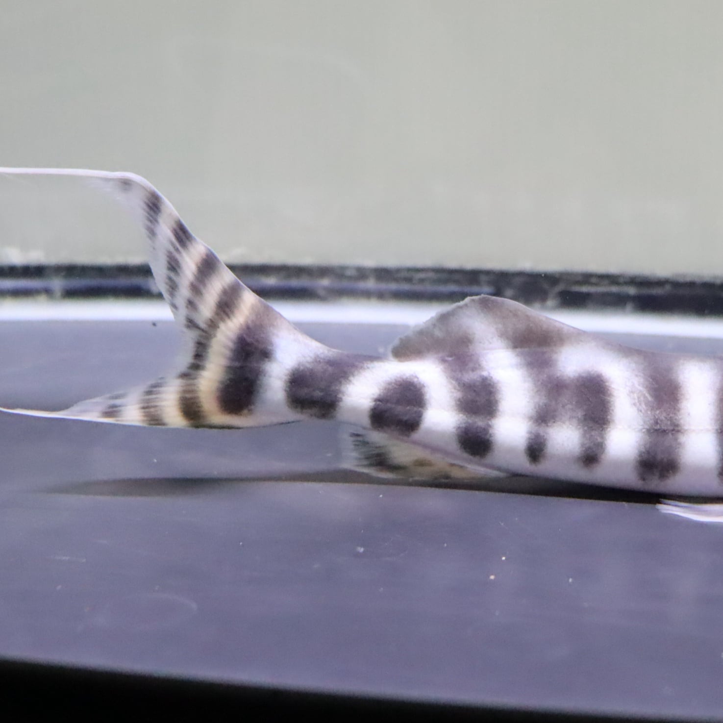 ゼブラキャット 27cm | 金魚・熱帯魚専門店 AquaPro.H