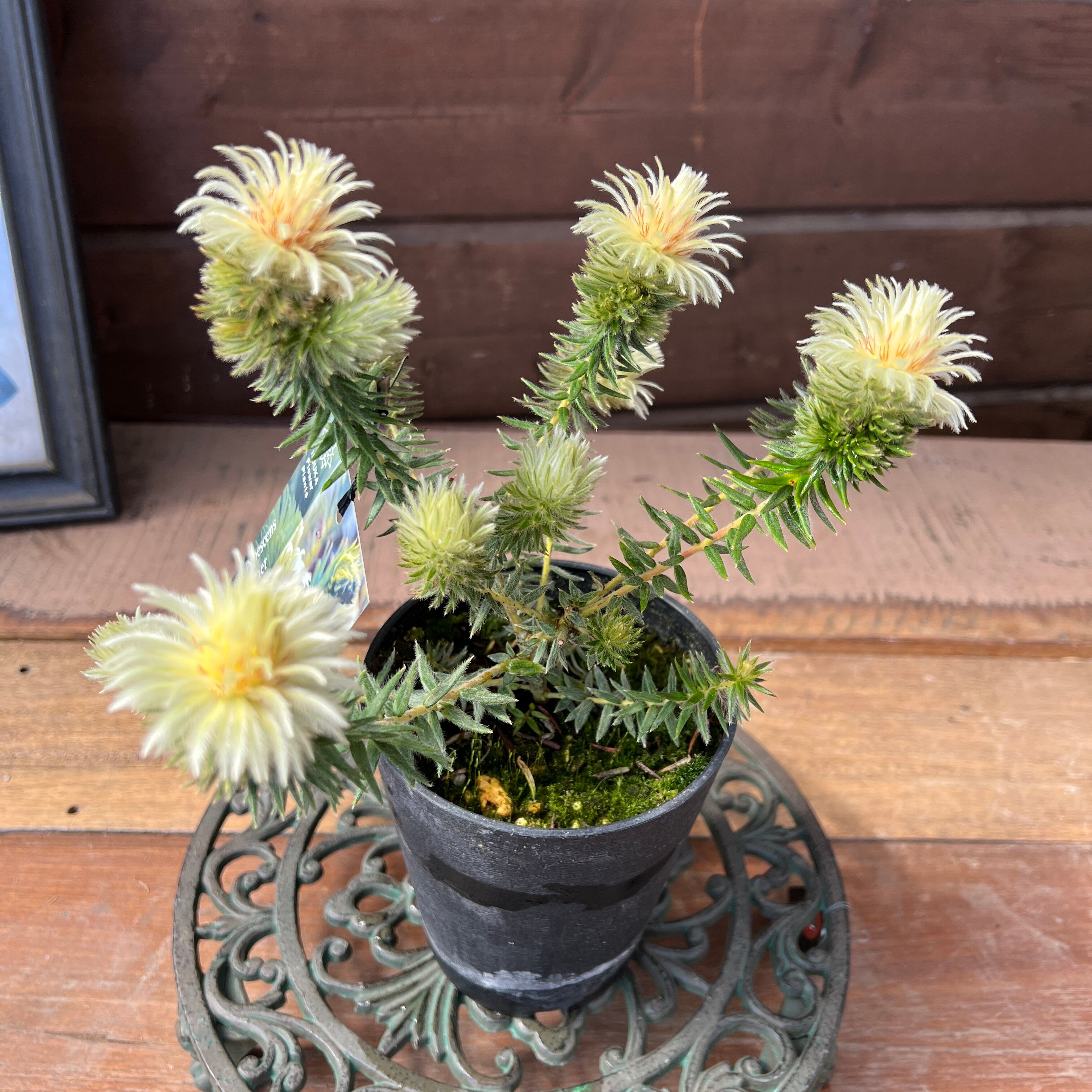 フィリカ プベッセンスワフトフェザ⑤ | 沼ノ上農園