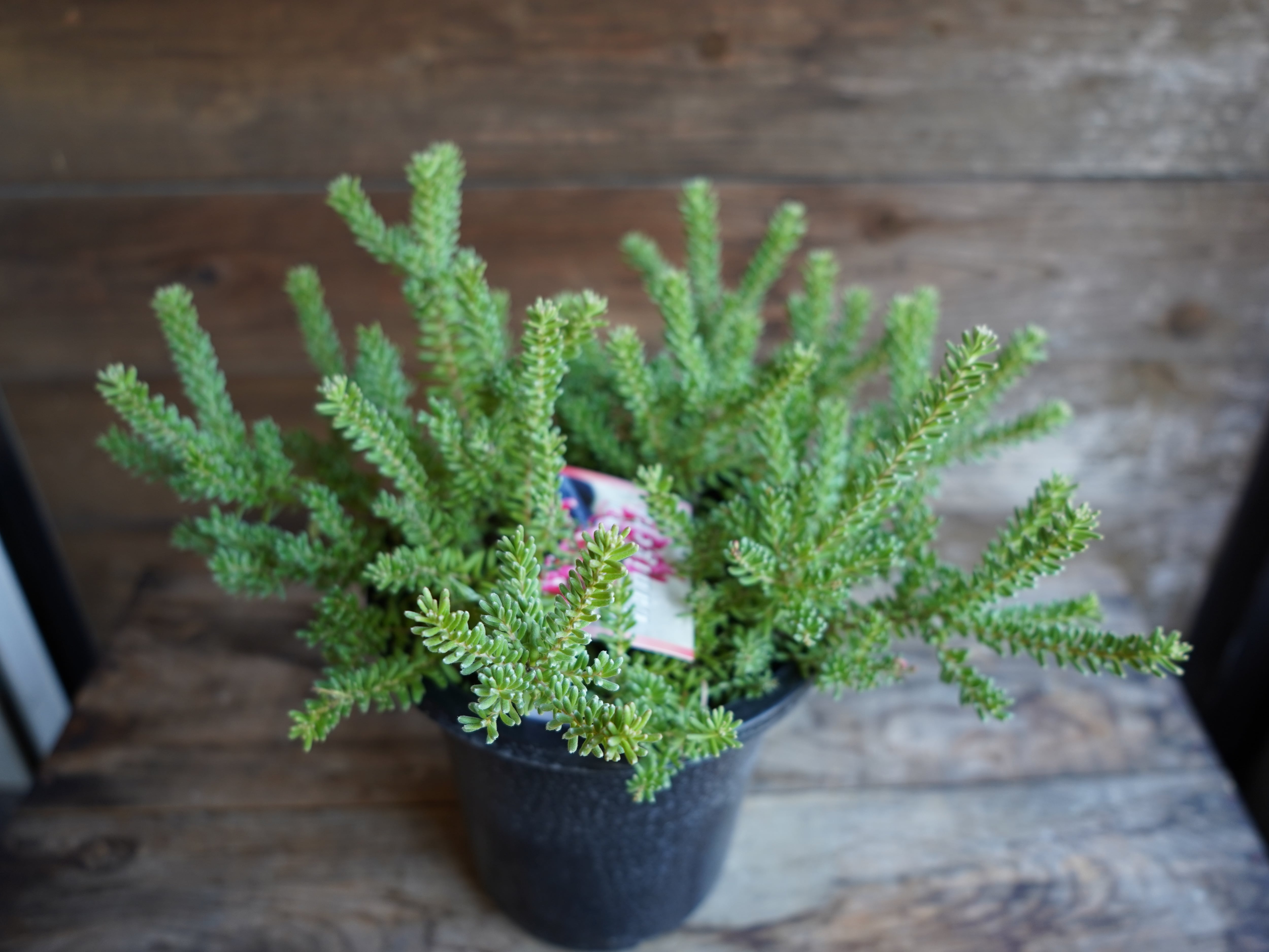 【現物】グレビレア ”ラニゲラ” C