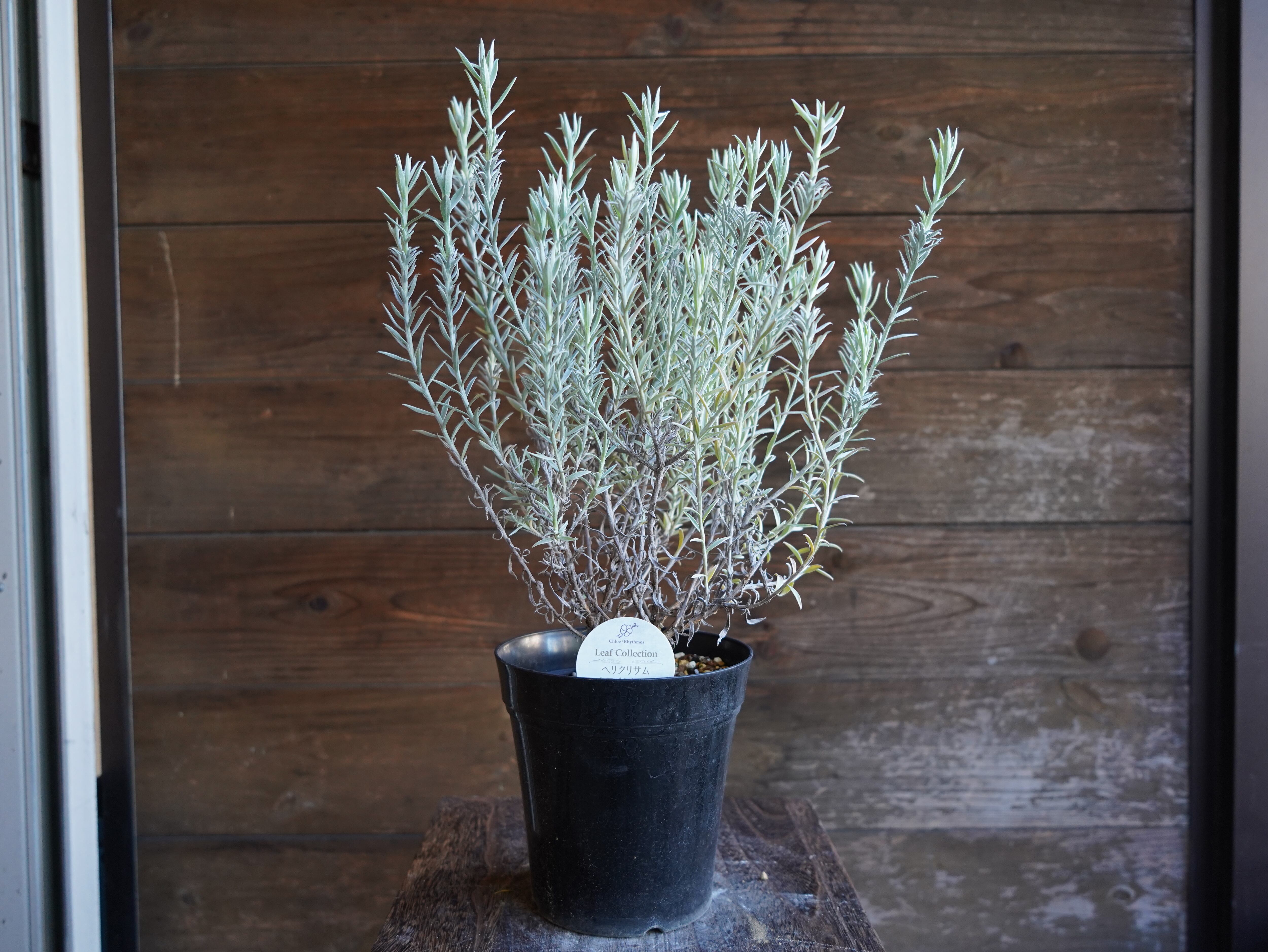 【現物】ヘリクリサム　”ホワイトシップ”