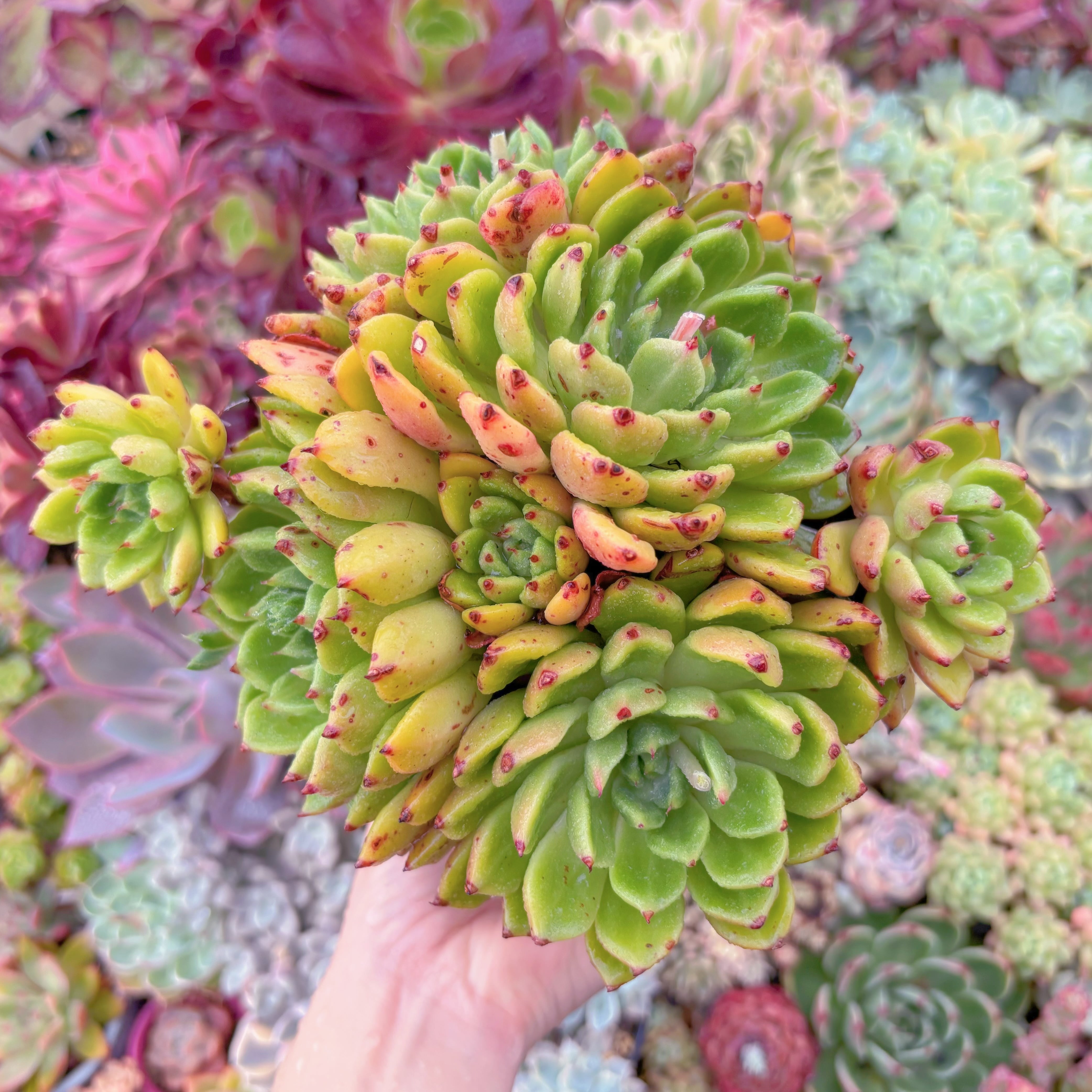 現品　新品種　油画#533　新入荷