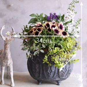 寄せ植え　暑さに強いアンゲロニア＆ペチュニアのシャビーポット｜届いてすぐ飾れる完成品｜玄関にオススメ｜新築・開店祝いギフト｜モンディマンシェ