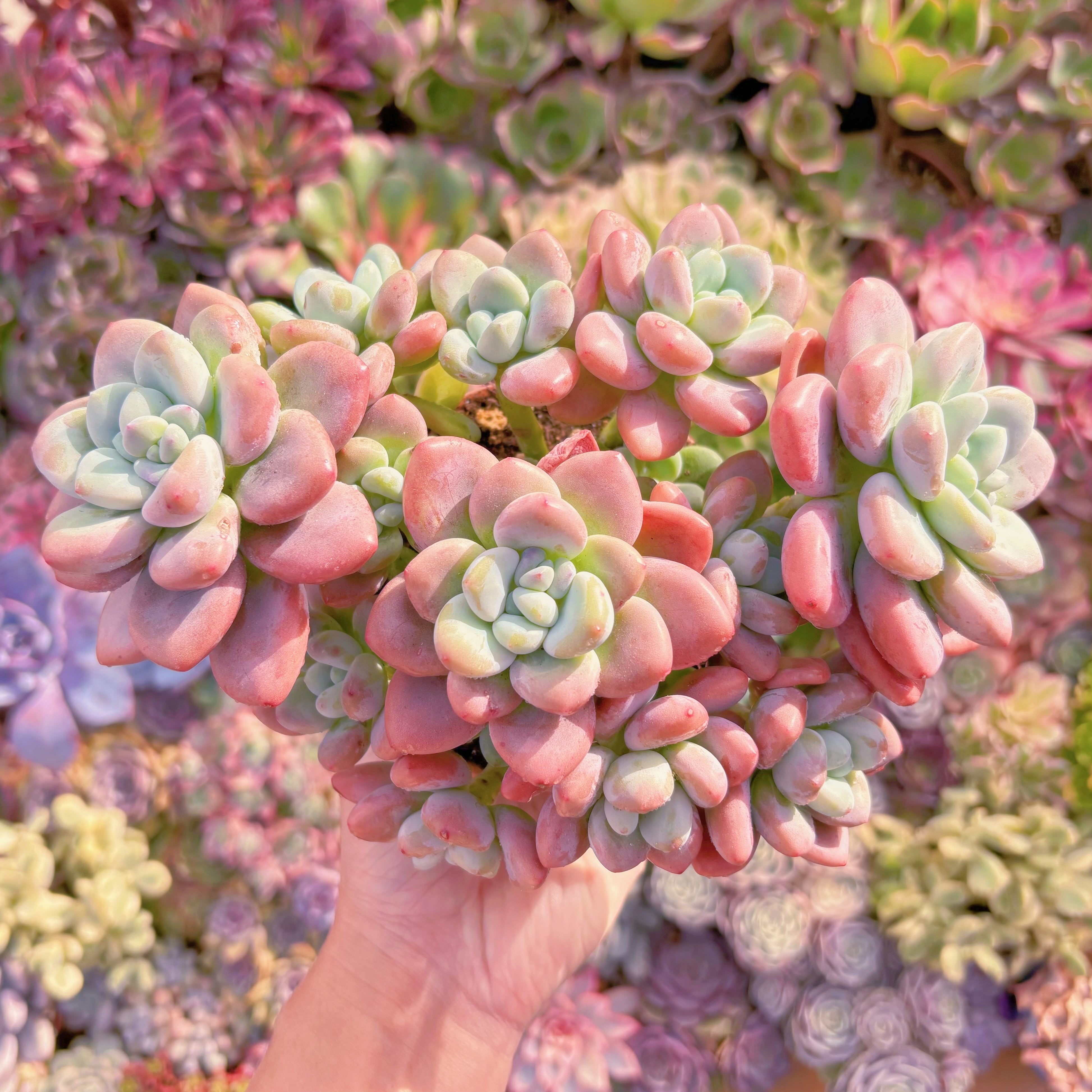 現品　マカロン#005　特大群生　直径約20cm 　新入荷　るる農園