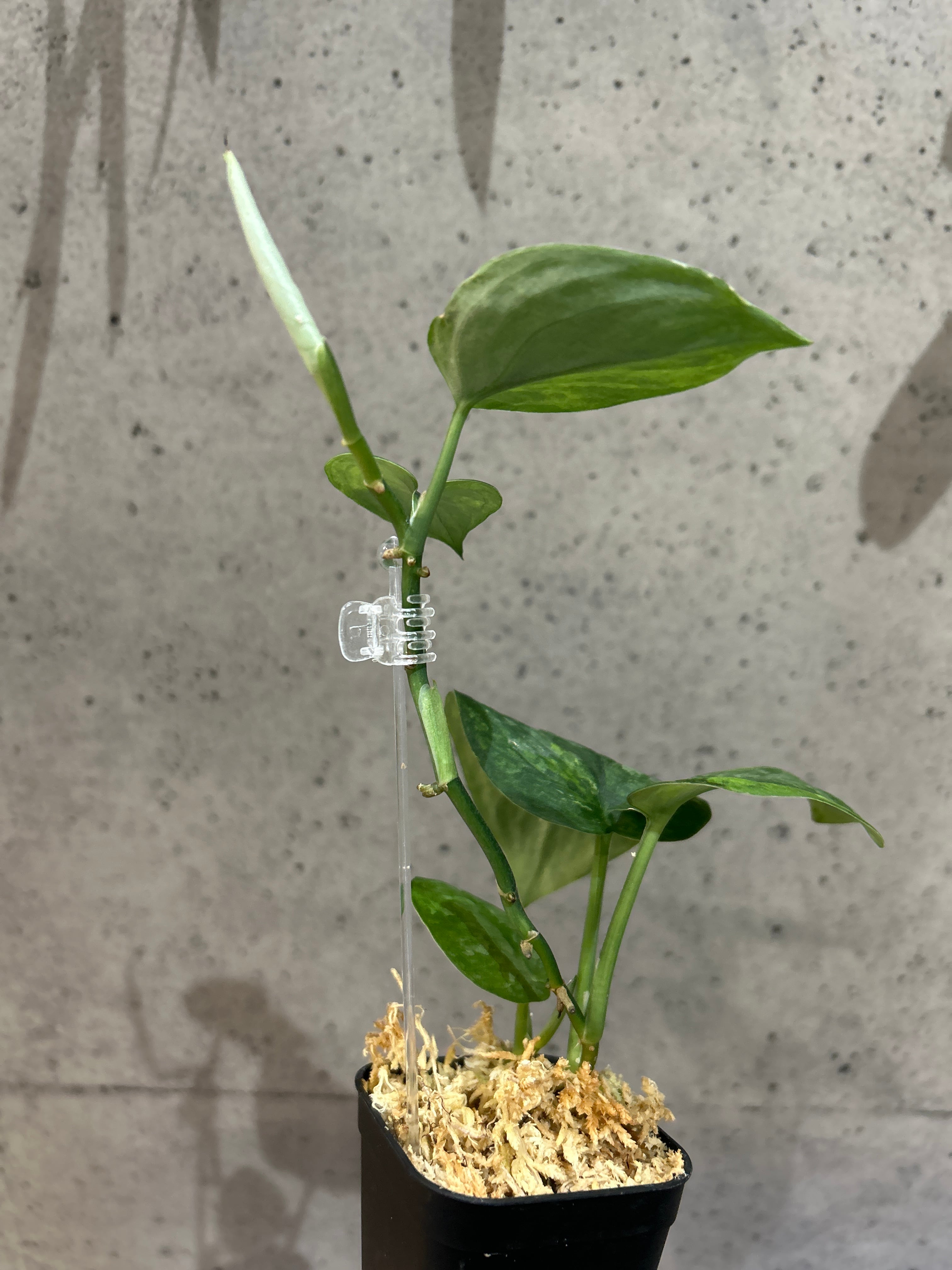 S98 スキンダプサス ブラックドラゴン | MIDORIYA 観葉植物専門店