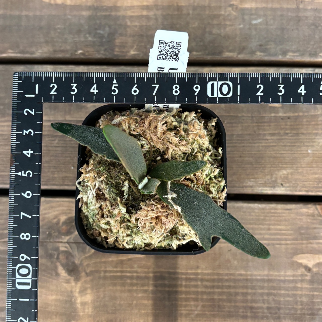 ビカクシダ ジェニー P. willinckii 'Jenny' TC【192】