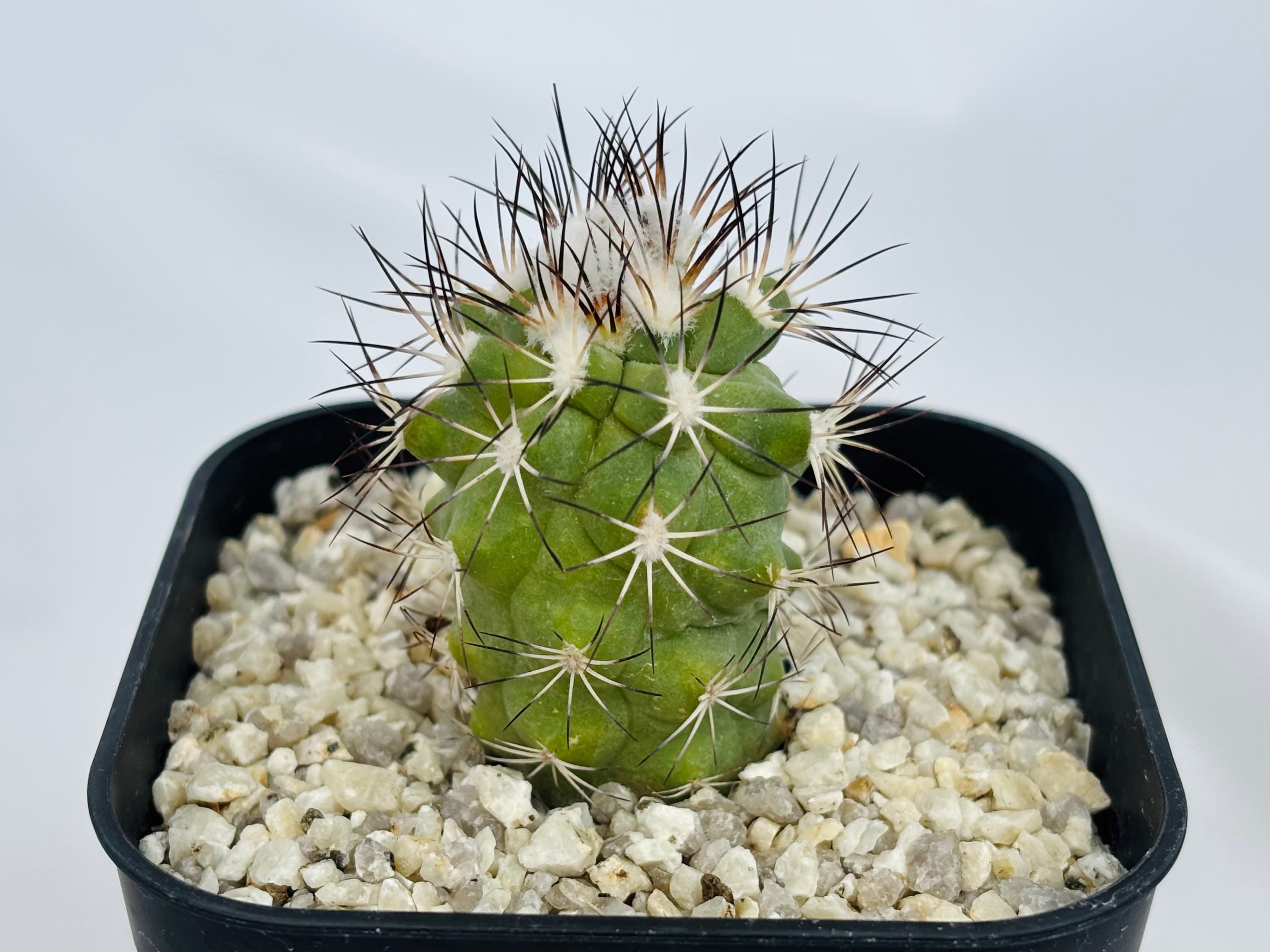 Gymnocactus gielsdorfianus ギムノカクタス 黒槍丸 サボテン | plants