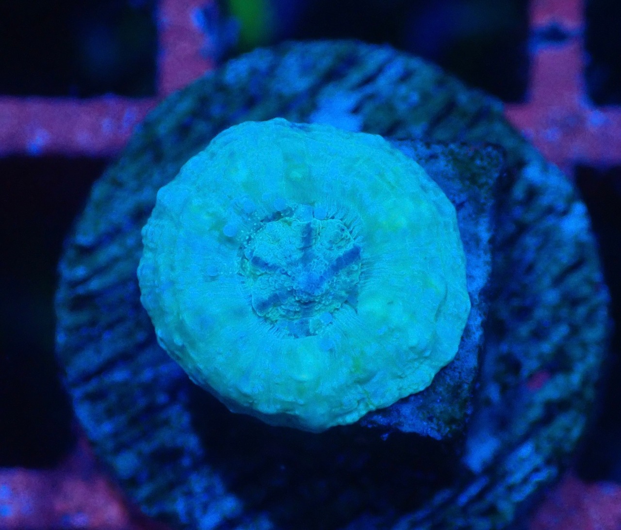 【現地買付】ScolymiaBaby"Unique"  10