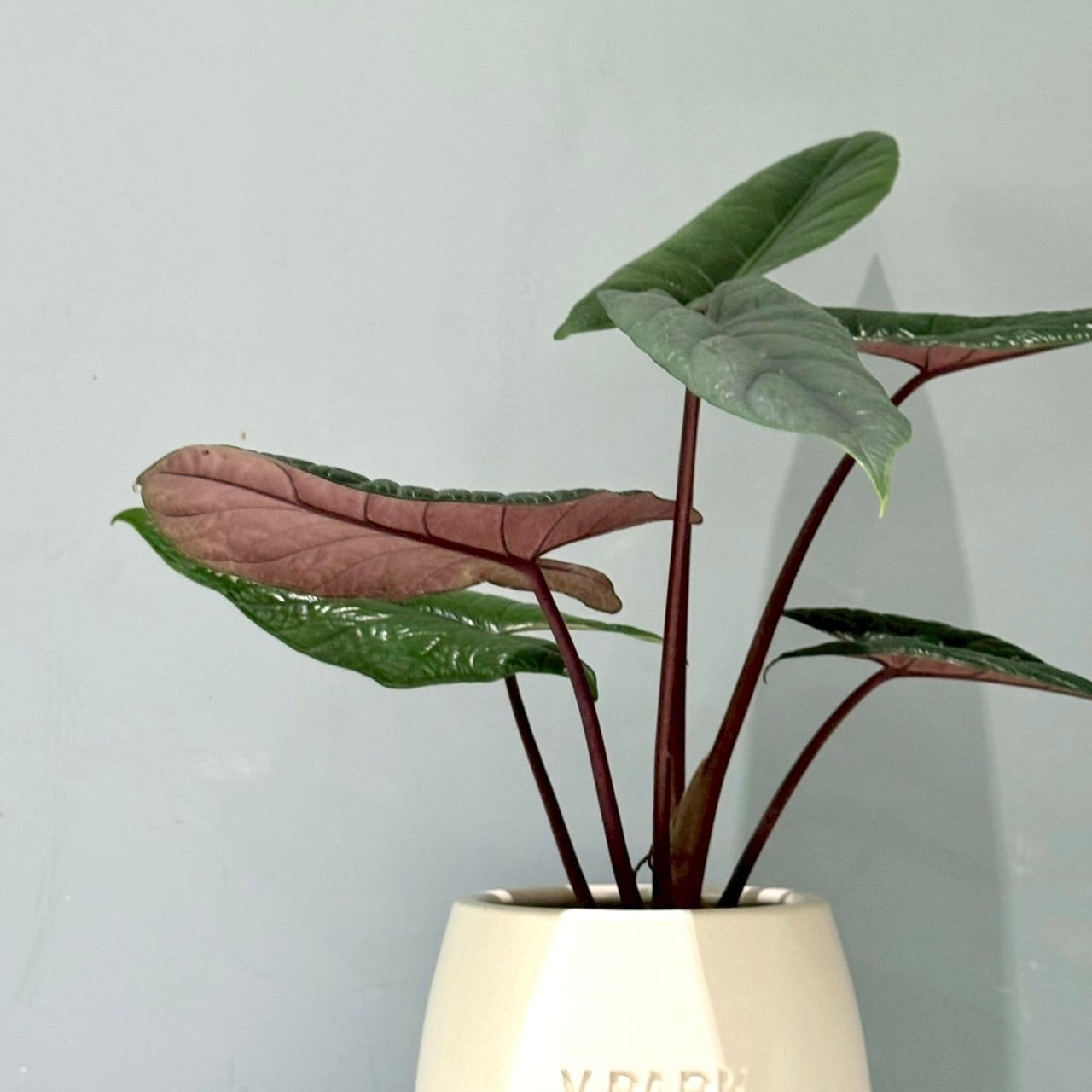 アロカシアスカルプラム オリジナル信楽焼鉢 4号 | V.PARK