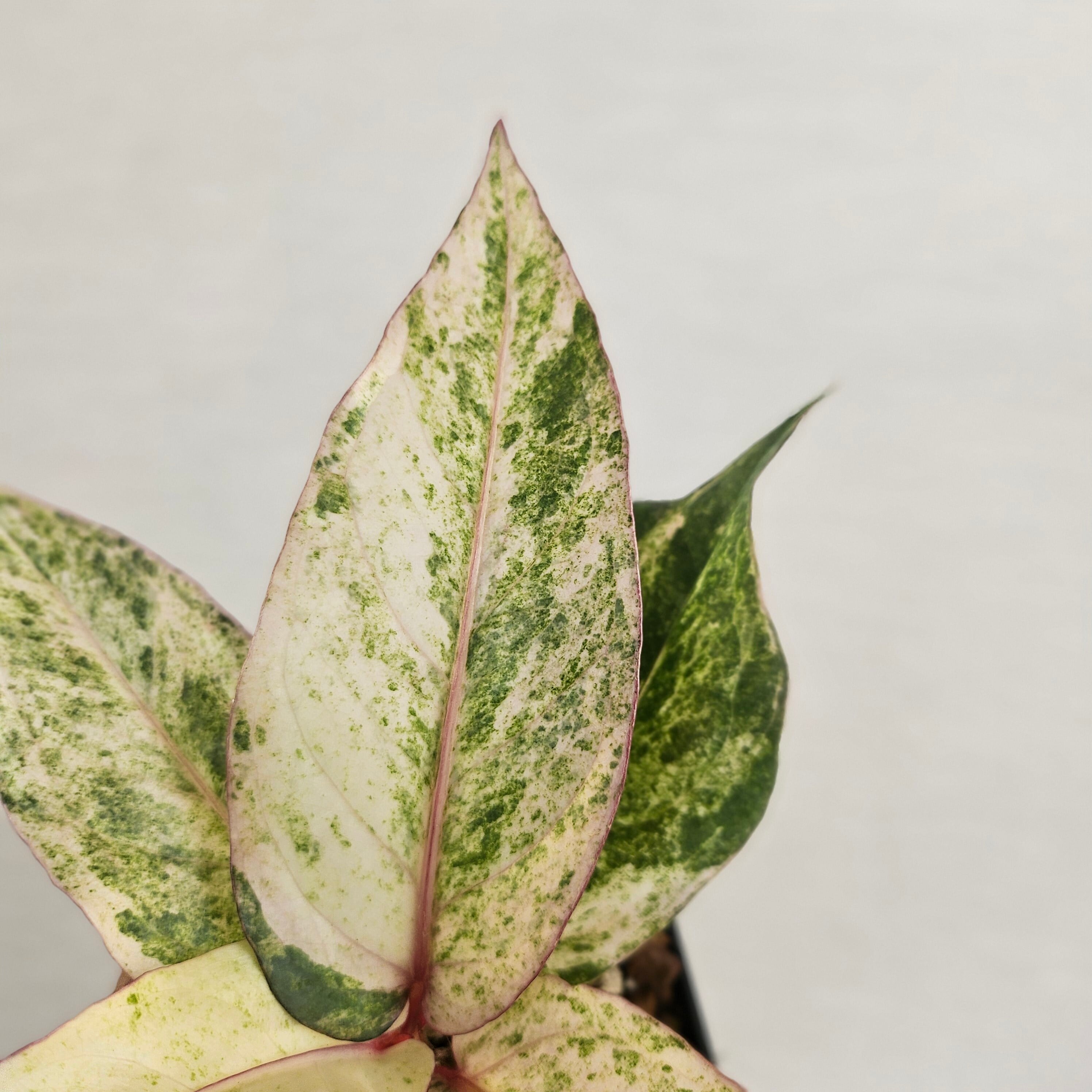 希少！大型美株　アンスリウム　ルネッサンス　ルネサンス　鉢ごと　メルカリ便② ♡レア♡《Anthurium Renaissance Var.》アンスリウム・ルネッサンス