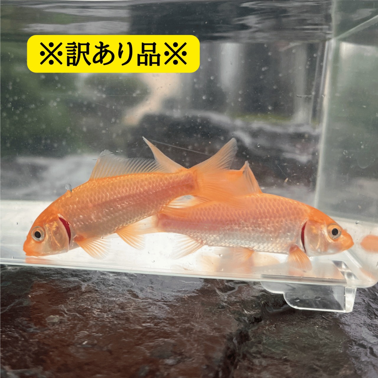 ※訳あり品・B品※（淡水魚）ヒゴイ／緋鯉／緋ゴイ　7～11ｃｍ±　（1匹）【生体】※保証対象外商品