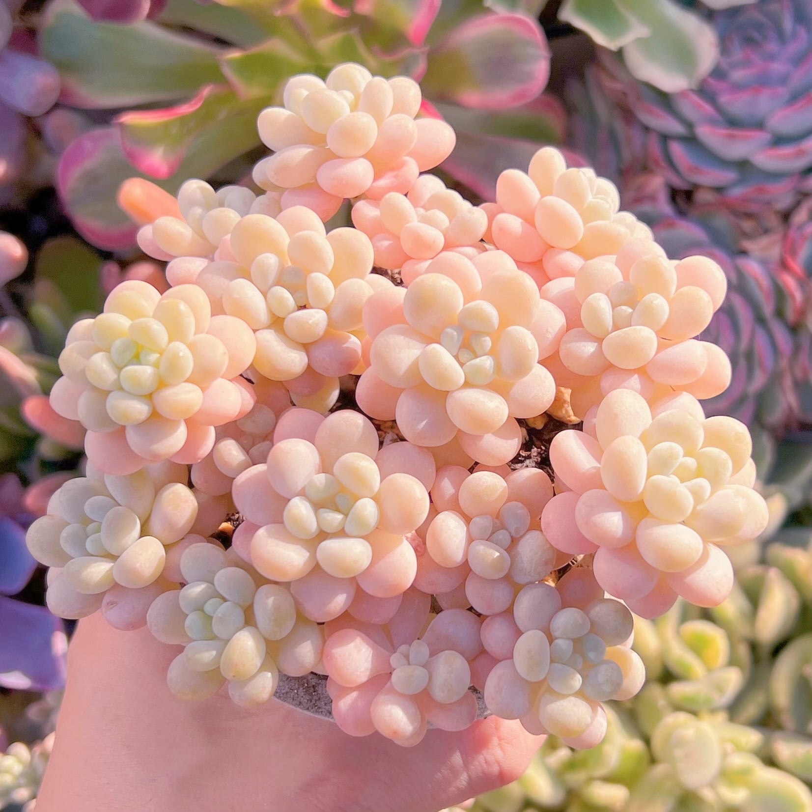 現品　丸葉ストロベリーミルク#269    群生　るる農園