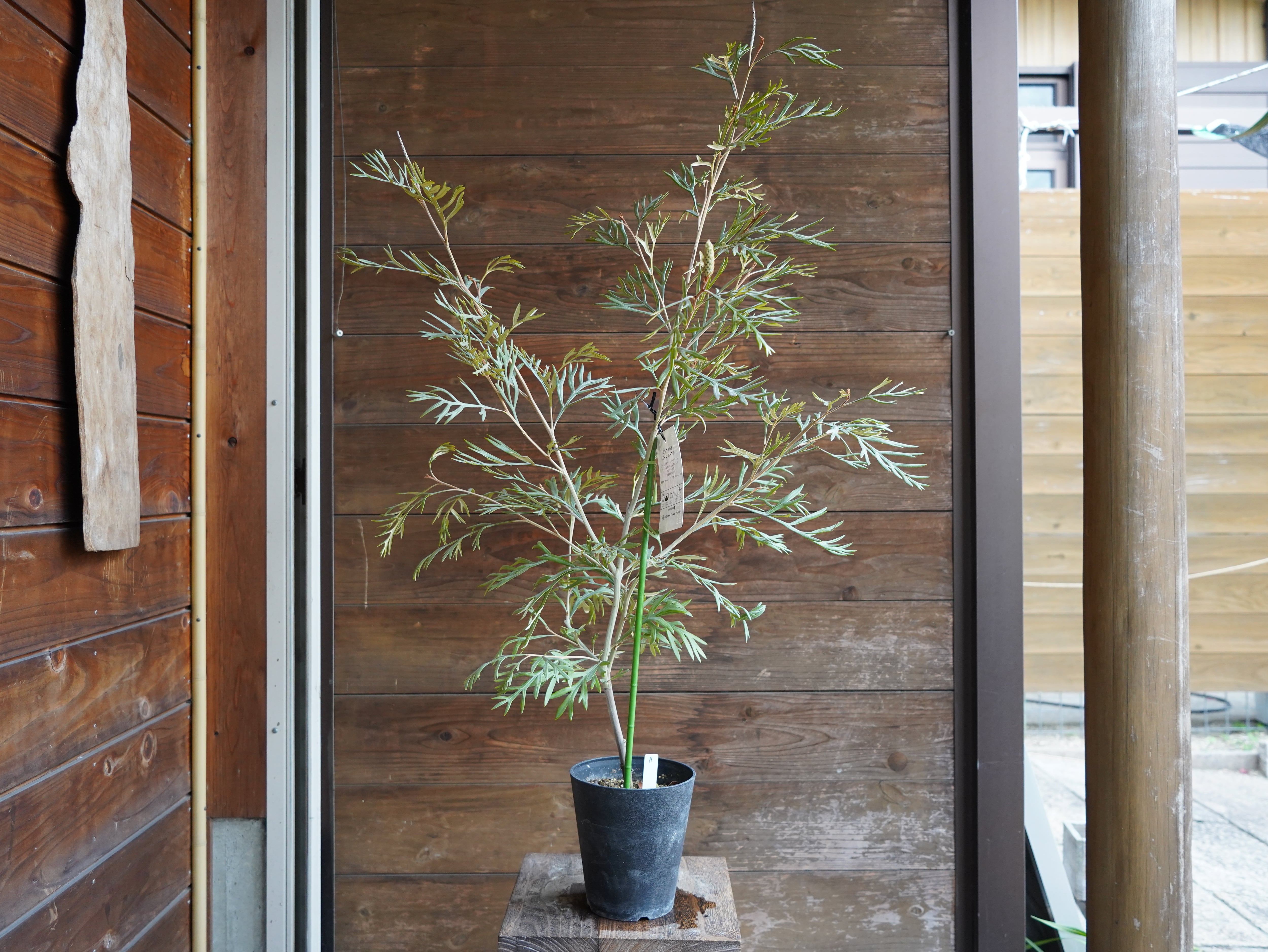 【現物】グレビレア　”ドーンパープル”　A