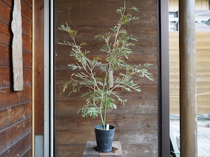 【現物】グレビレア ”ドーンパープル” A