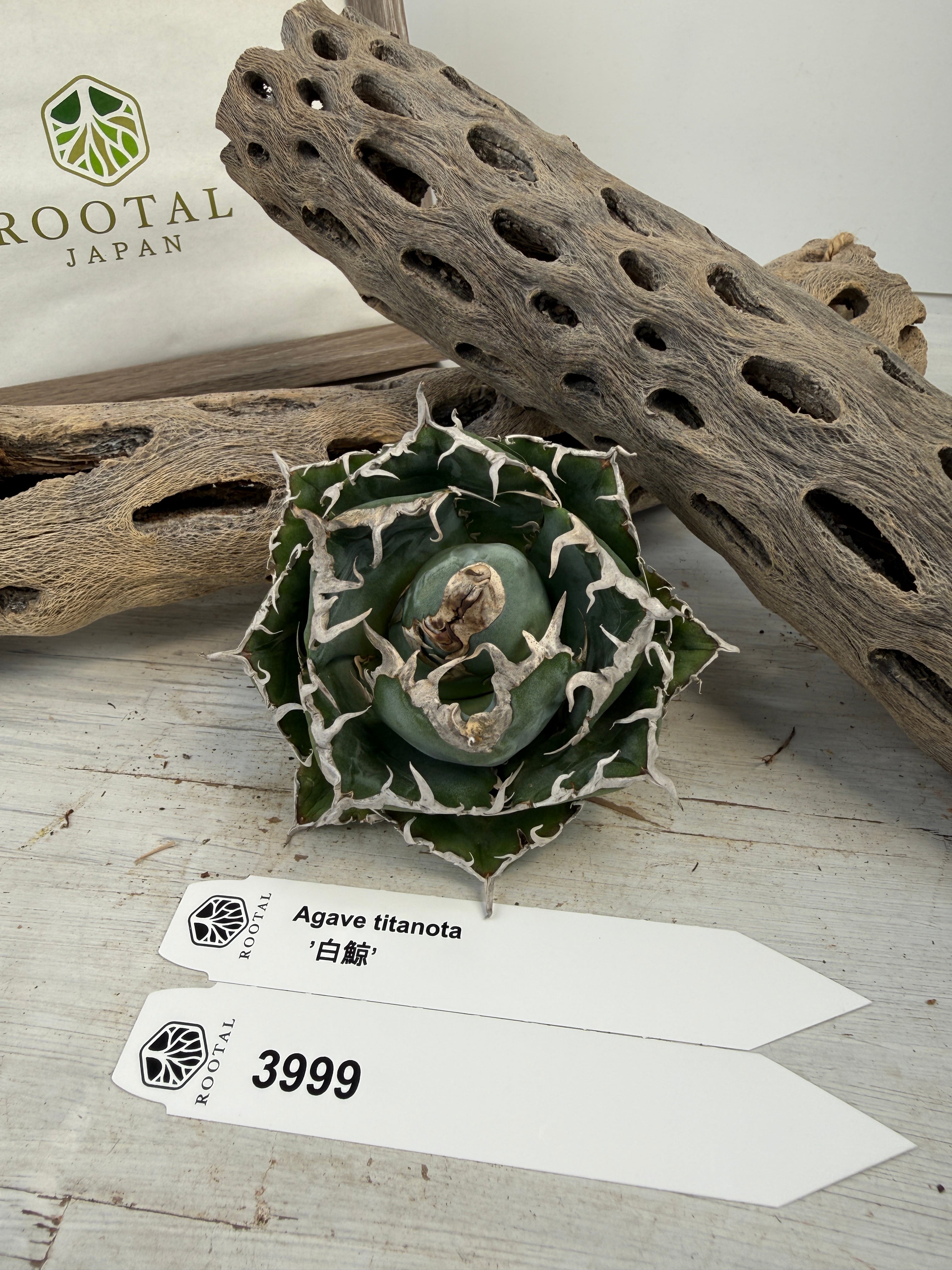 ROOTALPLANTS