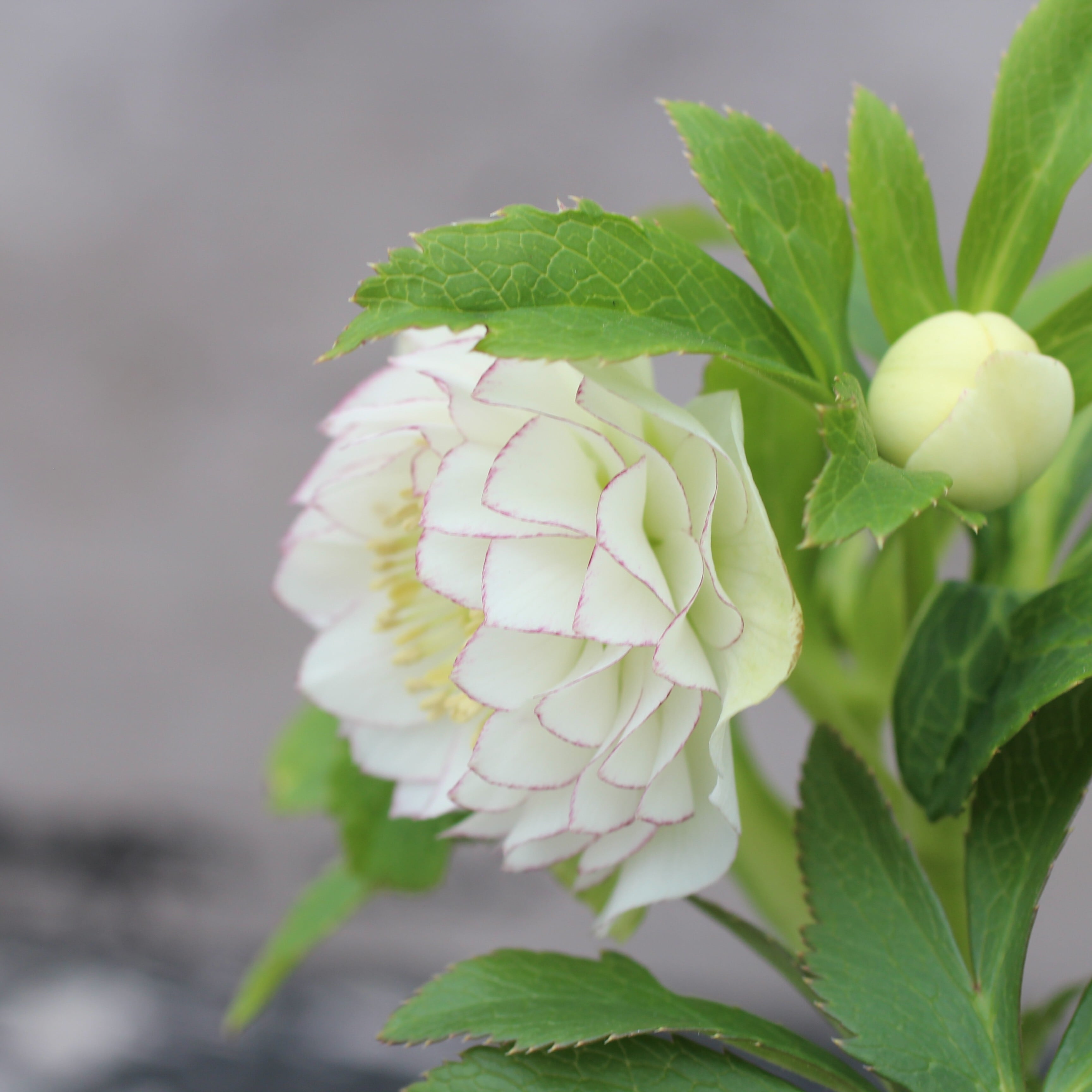 [取り置き]ウィンターさん専用 JAPANNEXT デジタルサイネージスタンド JN-DS3265-CA 32インチから65