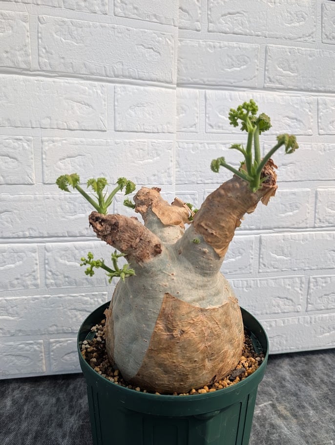 キフォステンマ マクロプス 3 Cyphostemma uter macropus 【発根