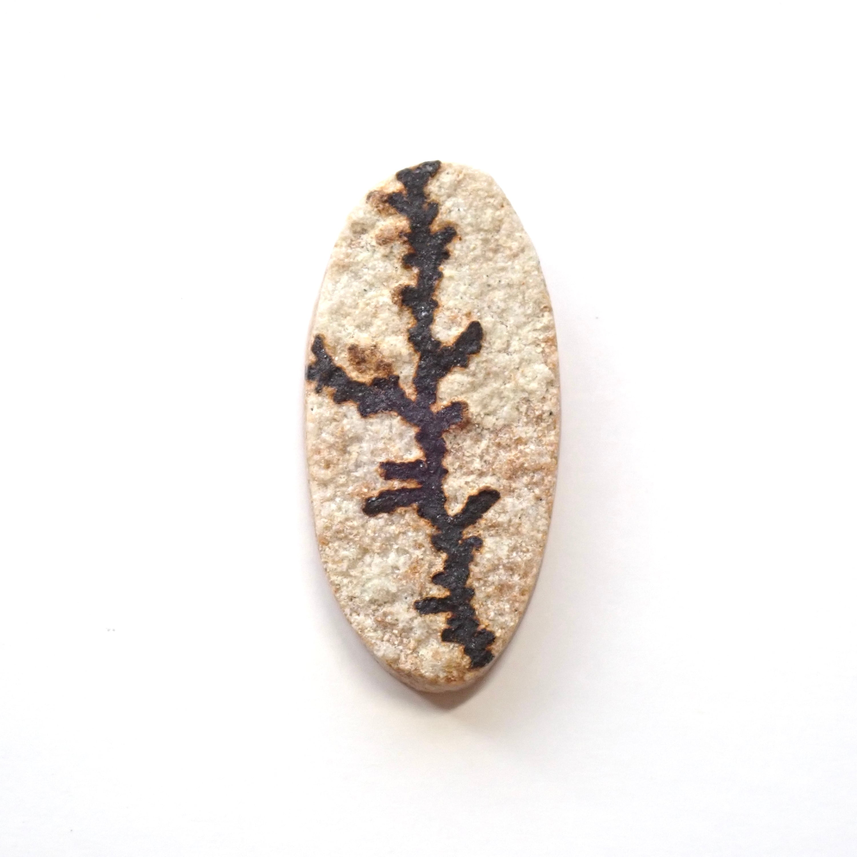 ジャーマン・デンドライト　05