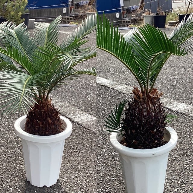 屋外向き】【おしゃれ オシャレなインテリア】ソテツ 蘇鉄 鑑賞樹 観葉