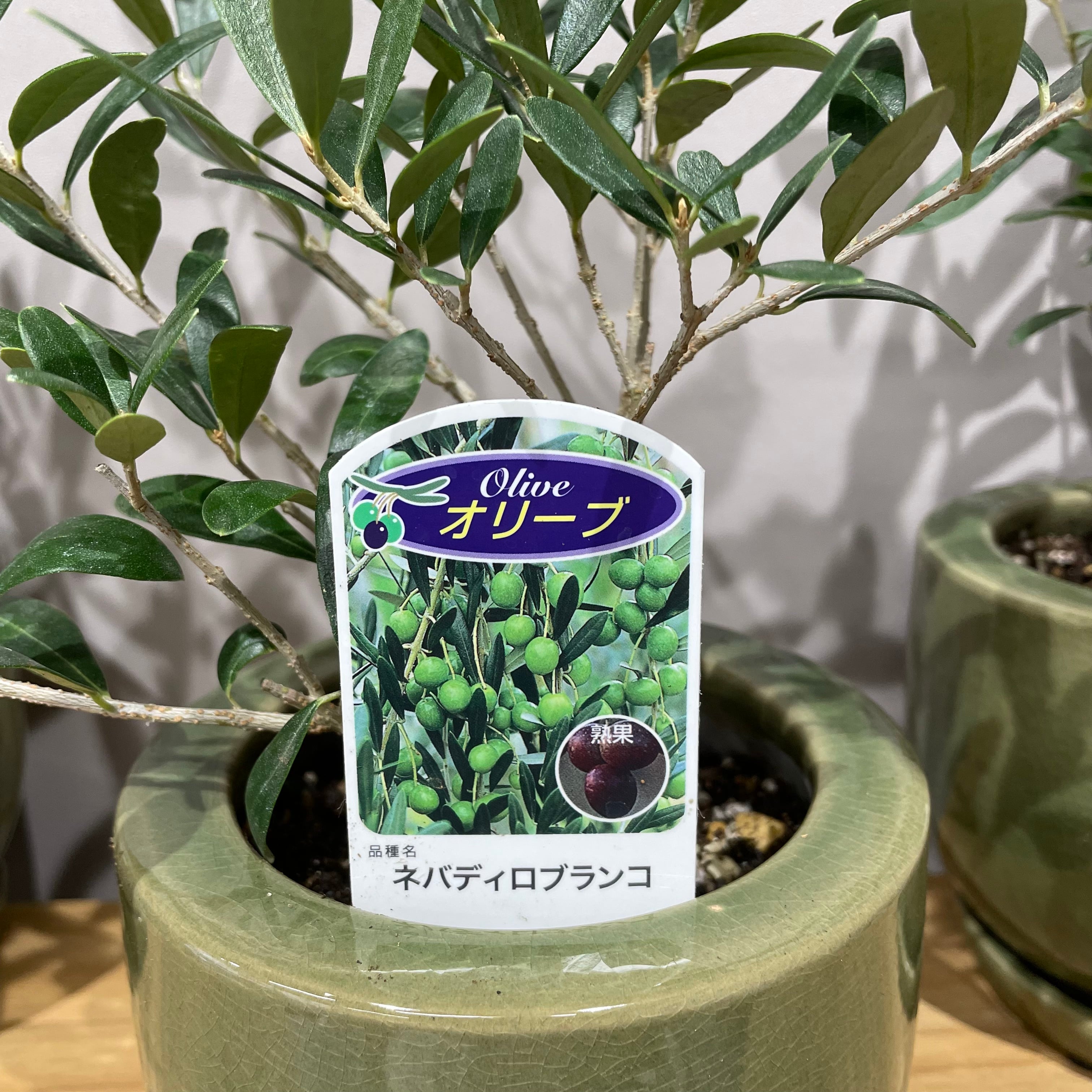 オリーブ ネバディロブランコ | フラワー&グリーン クラウディア オリーブ ネバディロブランコ | フラワー&グリーン クラウディア