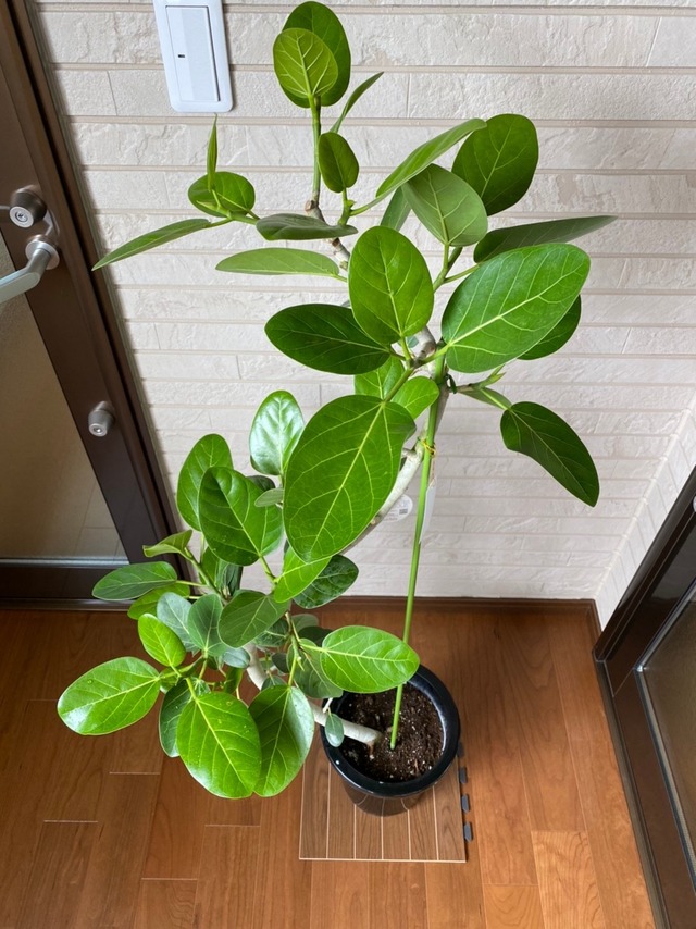 観葉植物　ベンガレンシス　曲り　8号　②