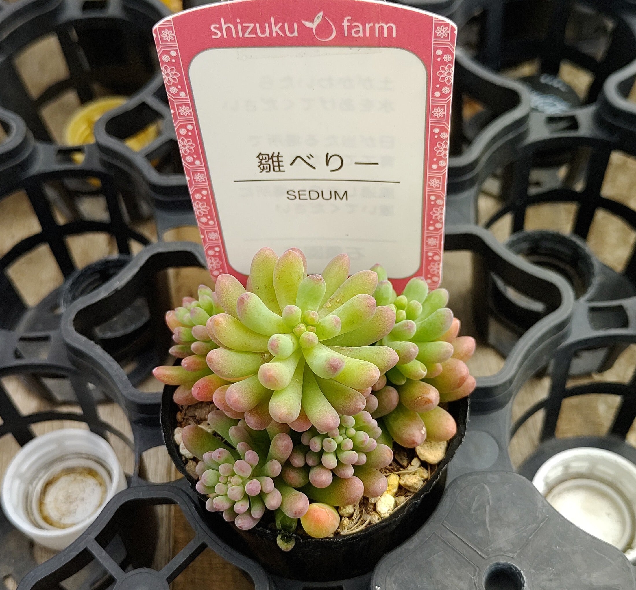 雛ベリー | RuPo 多肉植物専門店