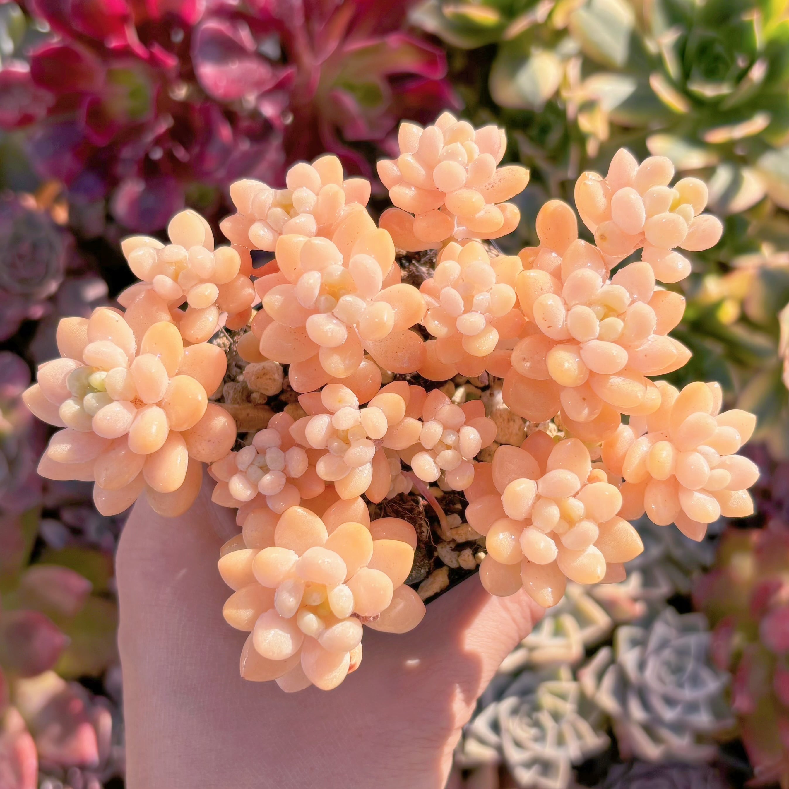 現品　パールミルク#2020    群生　るる農園