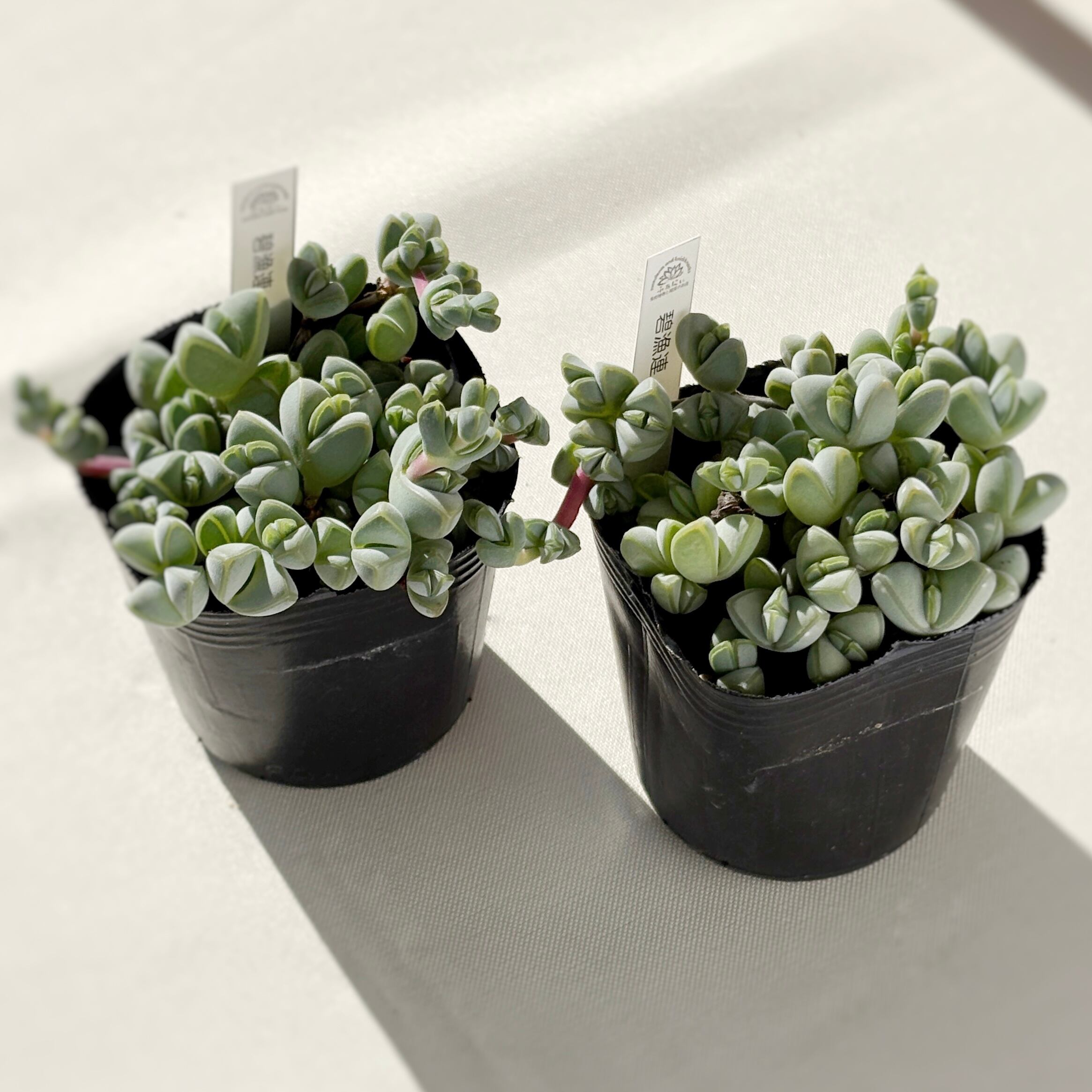 多肉植物と雑貨のお店 ふぁにぃ