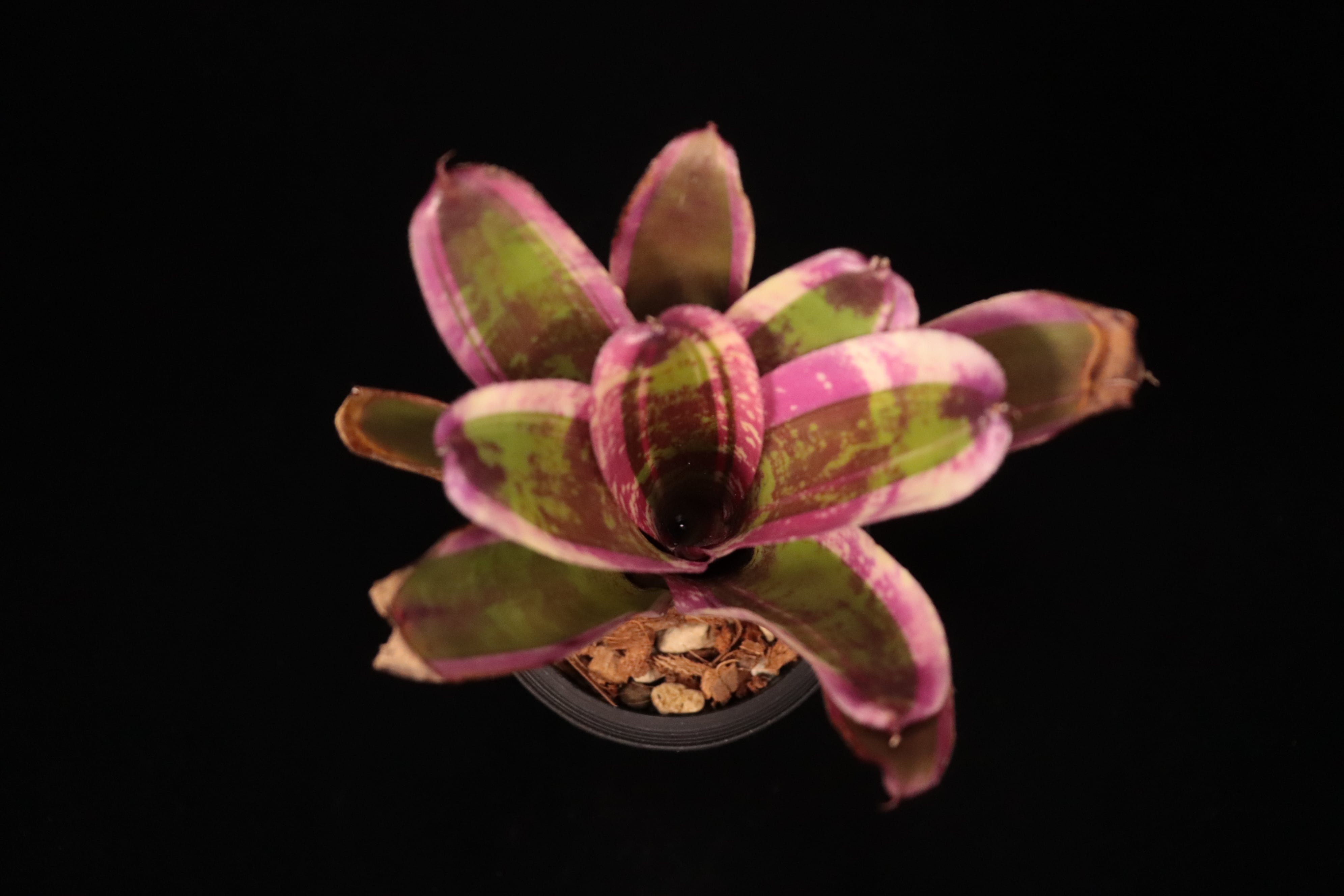 Neoregelia Jabberwock' albo-marginata〔ネオレゲリア〕N720 | plane
