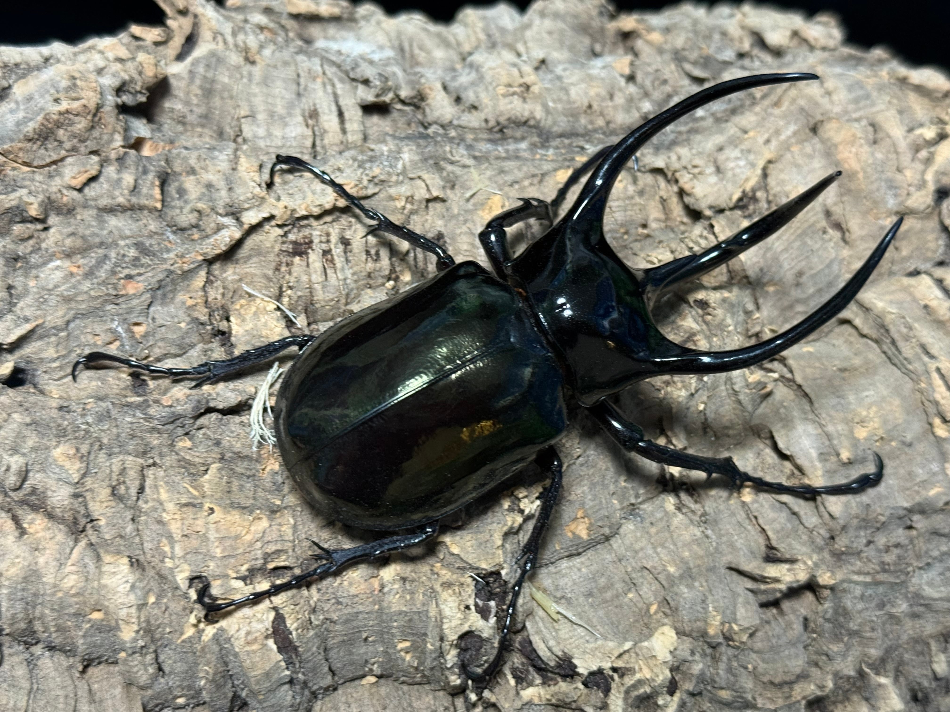 WD タイリクコーカサス ♂112mm ♀57mm ペア | BeetleHouse79