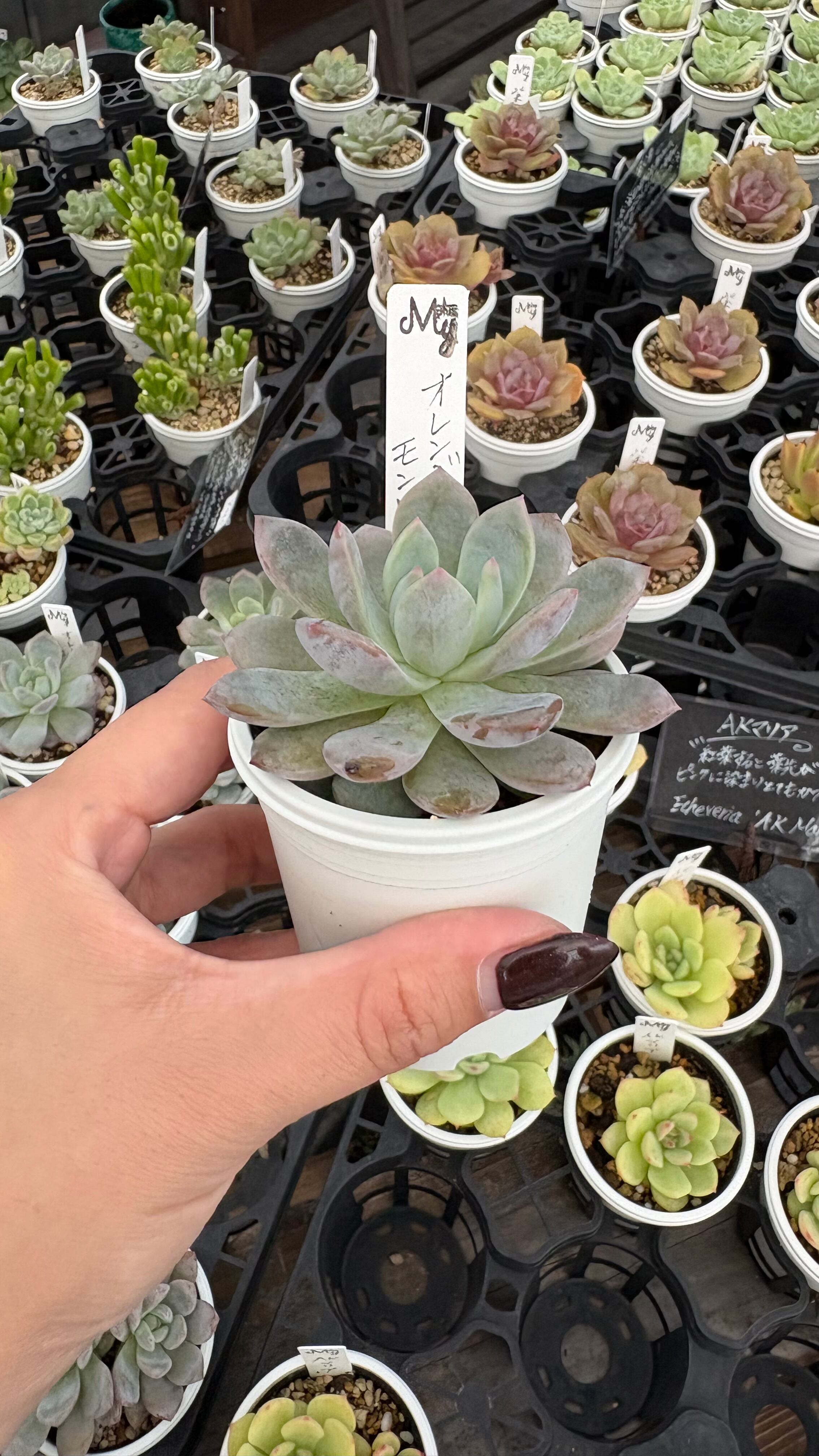 ピンクベリー 多肉植物 セダム 安心の生産ポットそのまま販売（8個