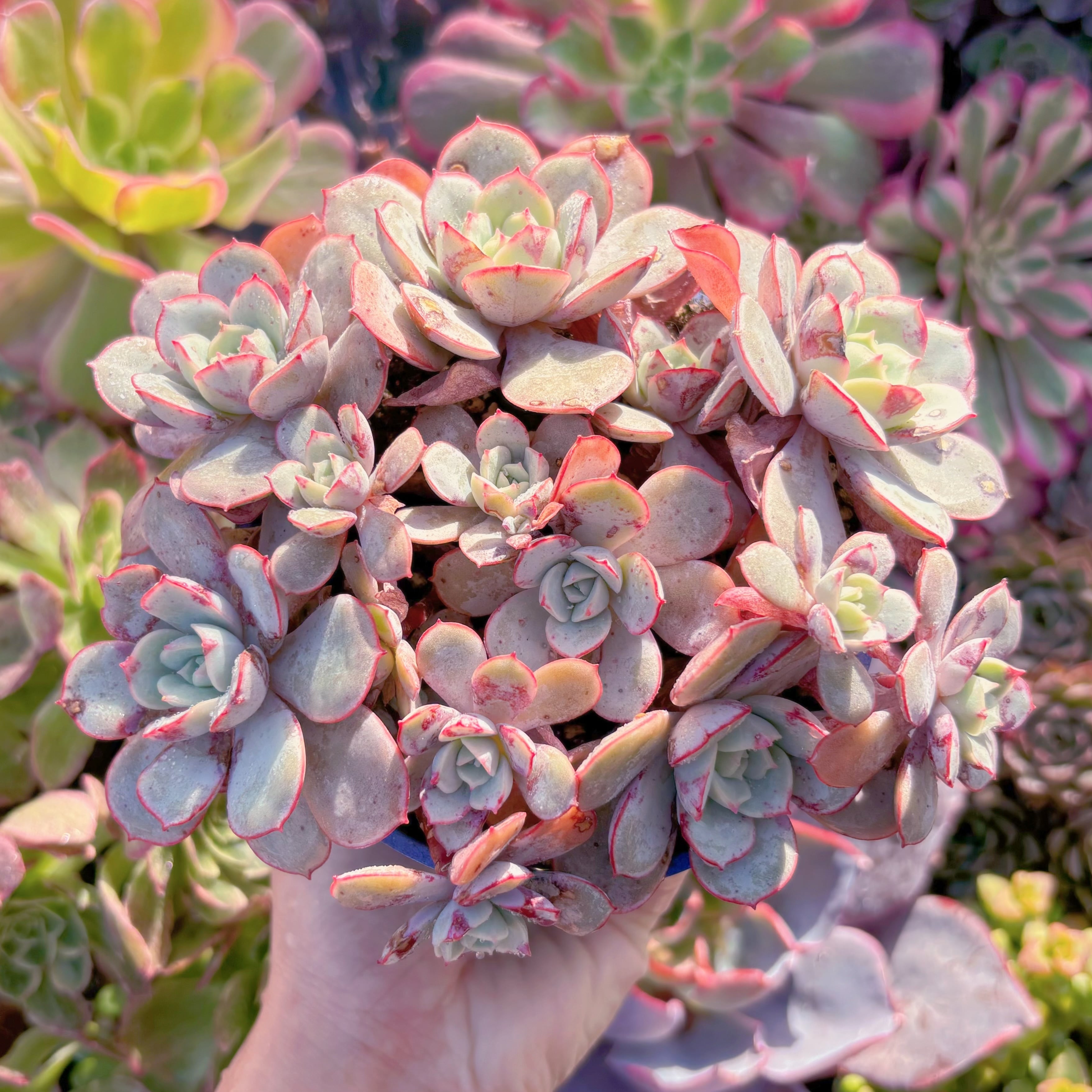 現品　凌波仙子（りょうはせんし）#K038　大群生　新入荷　るる農園