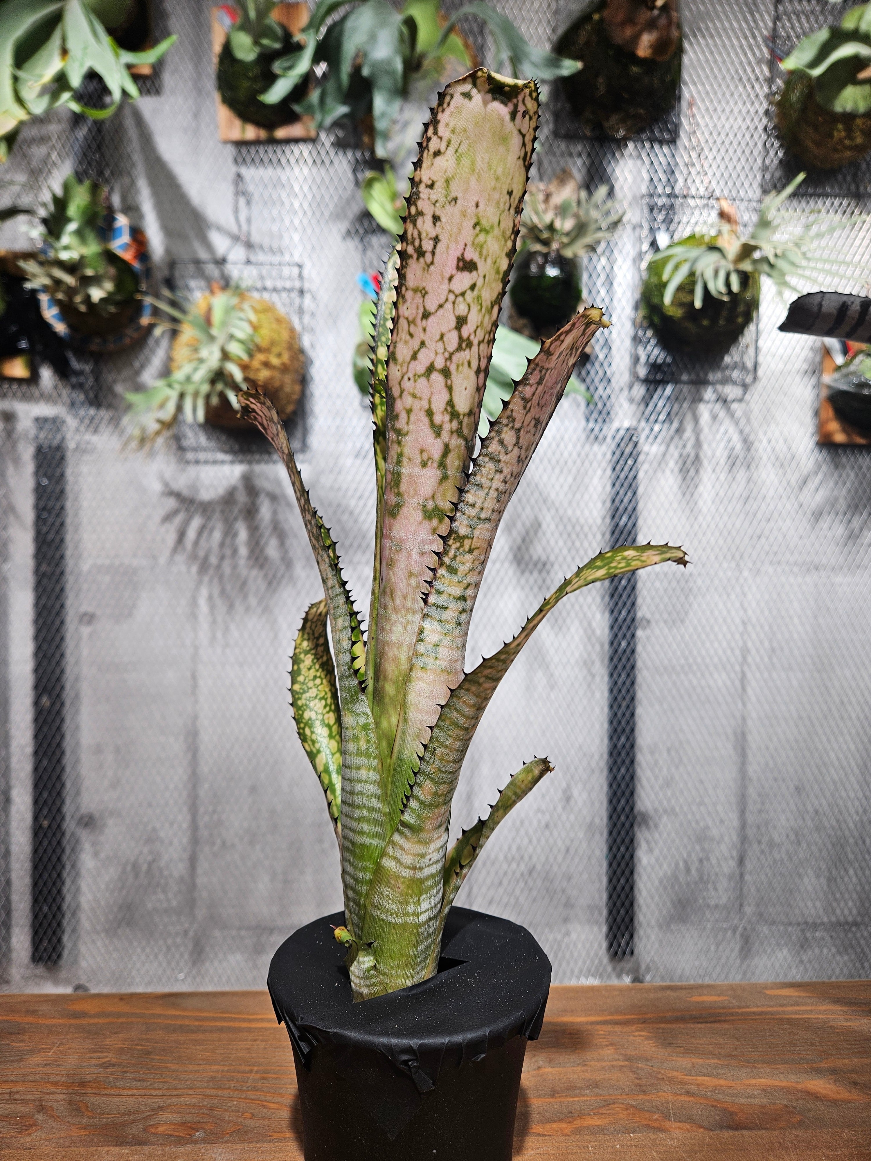 ブロメリア・エアープランツ Billbergia Kolan Knockout Billbergia Kolan Knockout - メルカリ