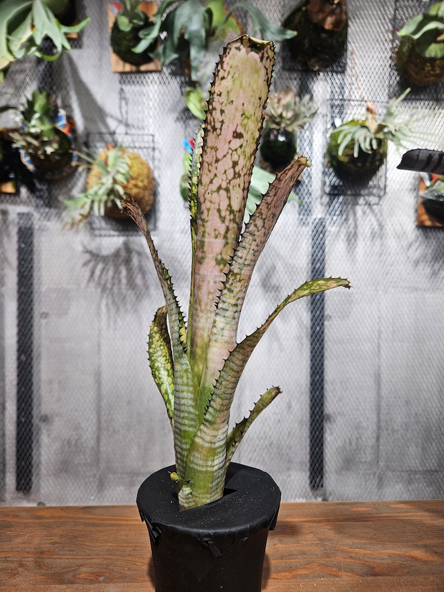 Billbergia. Kolan of Spring【artPLANTs/PLANTS GARAGE】   ビルベルギア/Billbergia