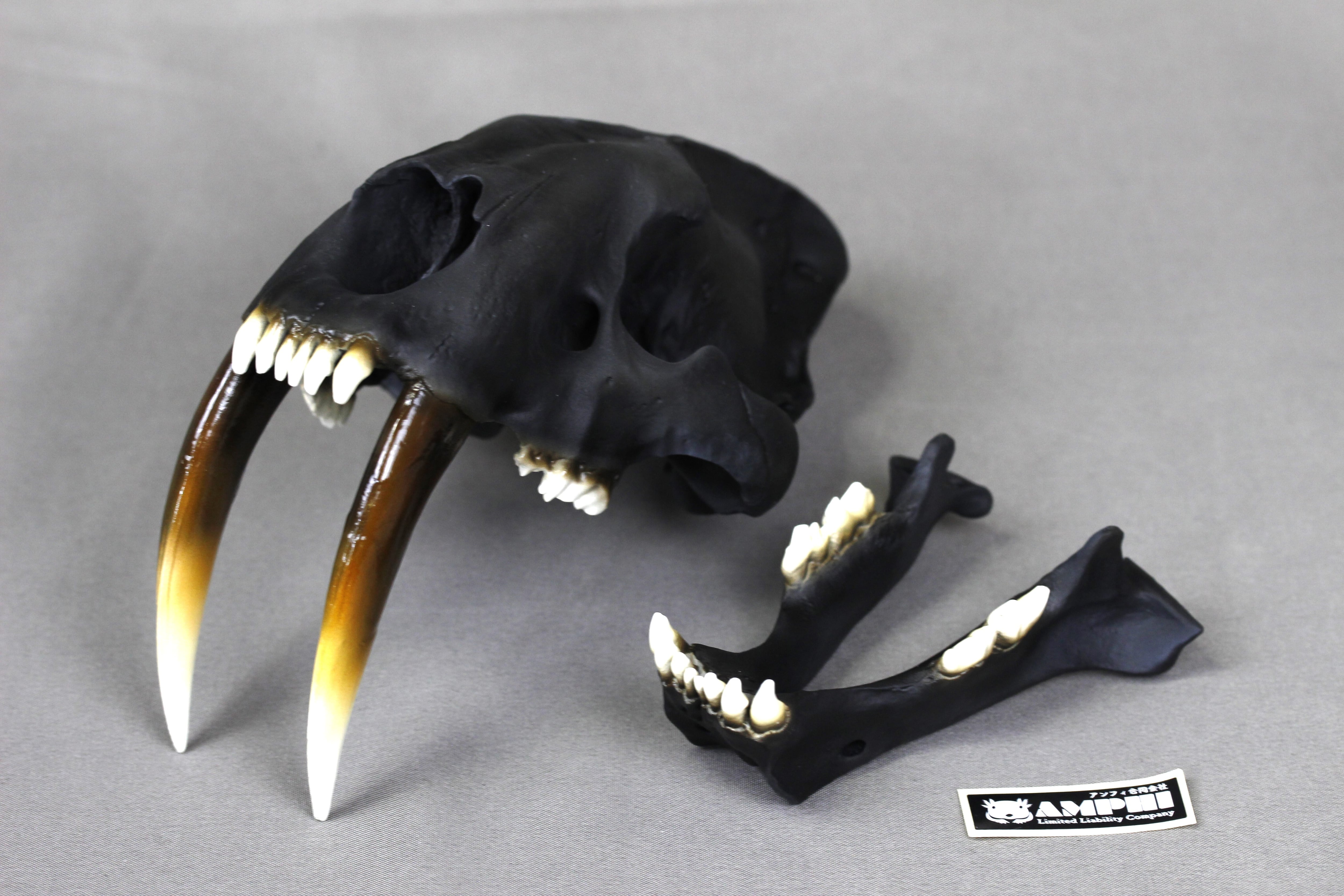 サーベルタイガー 頭骨レプリカ2分の1サイズ【 スミロドン Smilodon
