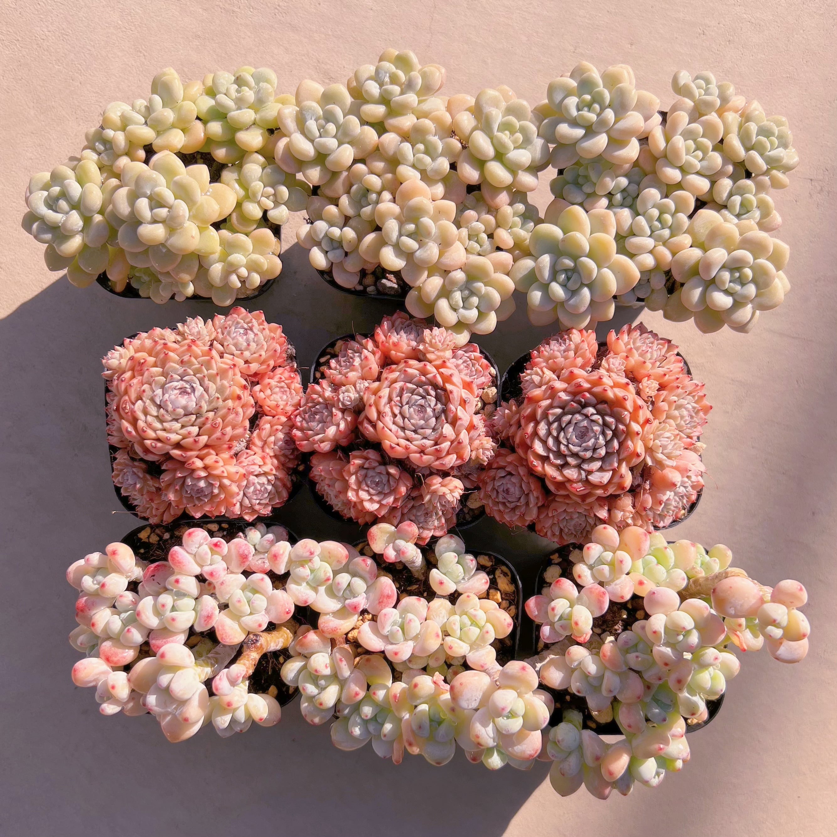 BASE販売会セット001