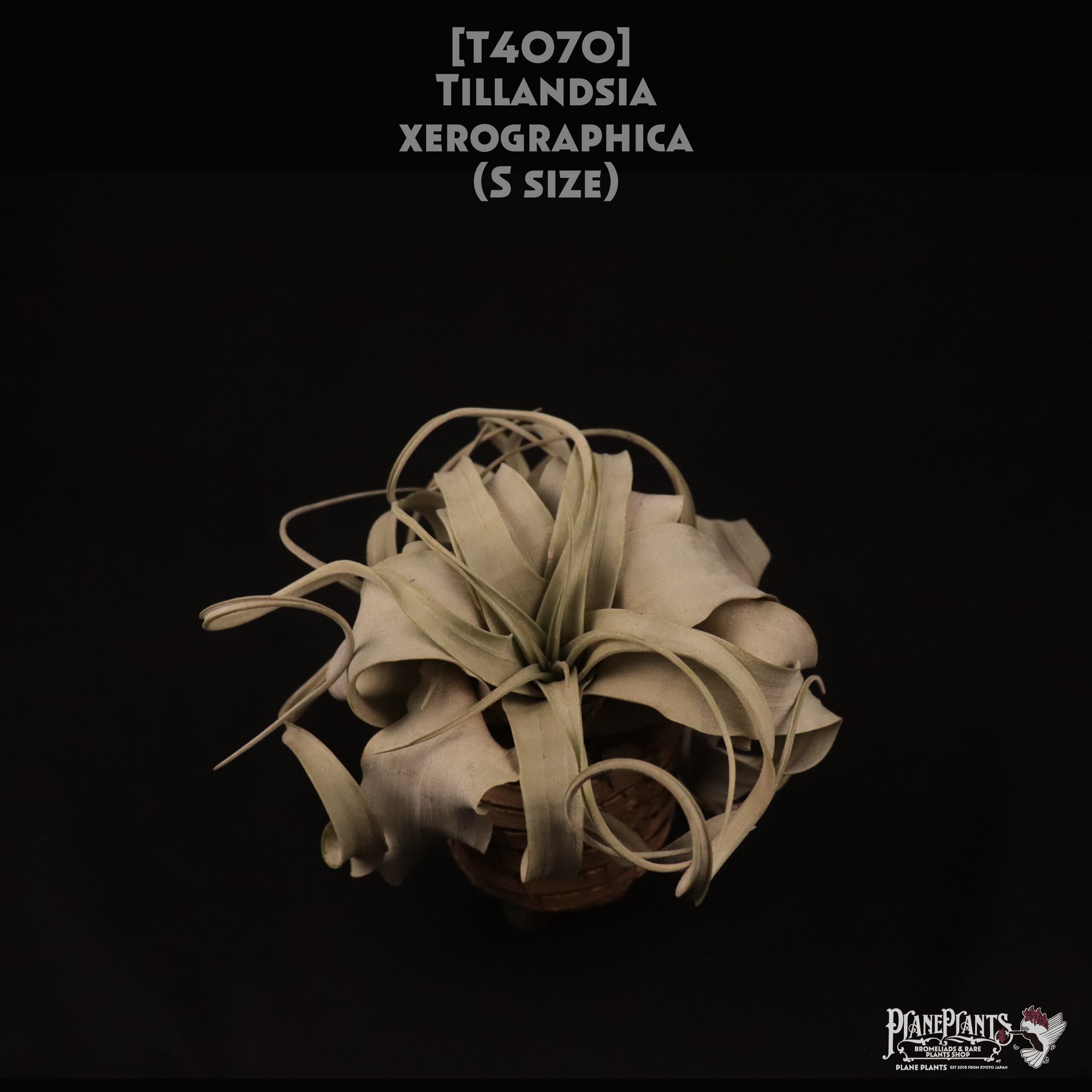 【送料無料】xerographica S〔エアプランツ〕現品発送T4070