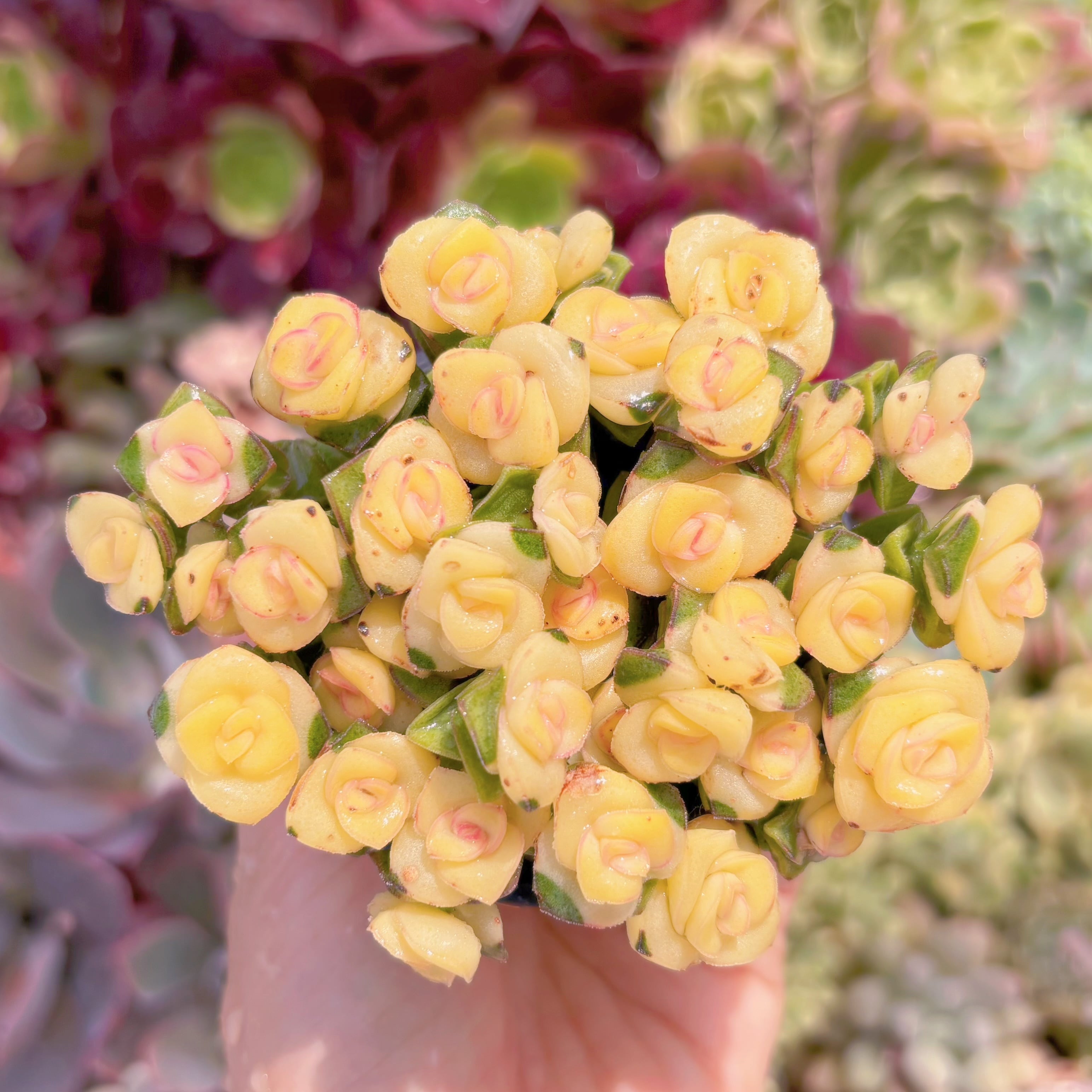 現品　舞乙女錦(黄錦)#F016　るる農園