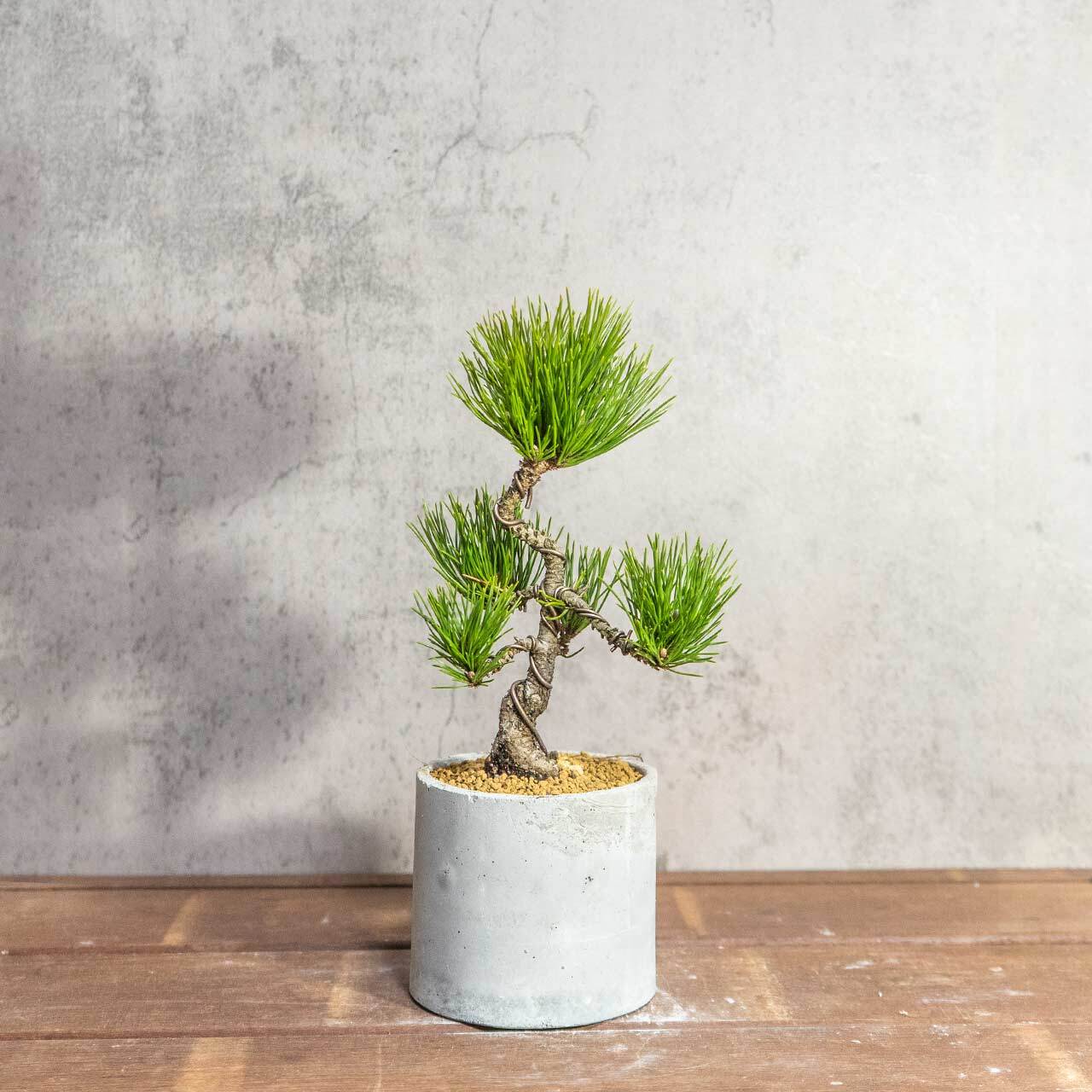 和モダン インテリア 盆栽 八ツ房黒松 モルタル鉢 セット 黒松 ミニ盆栽 卓上サイズ【虫発生抑制】