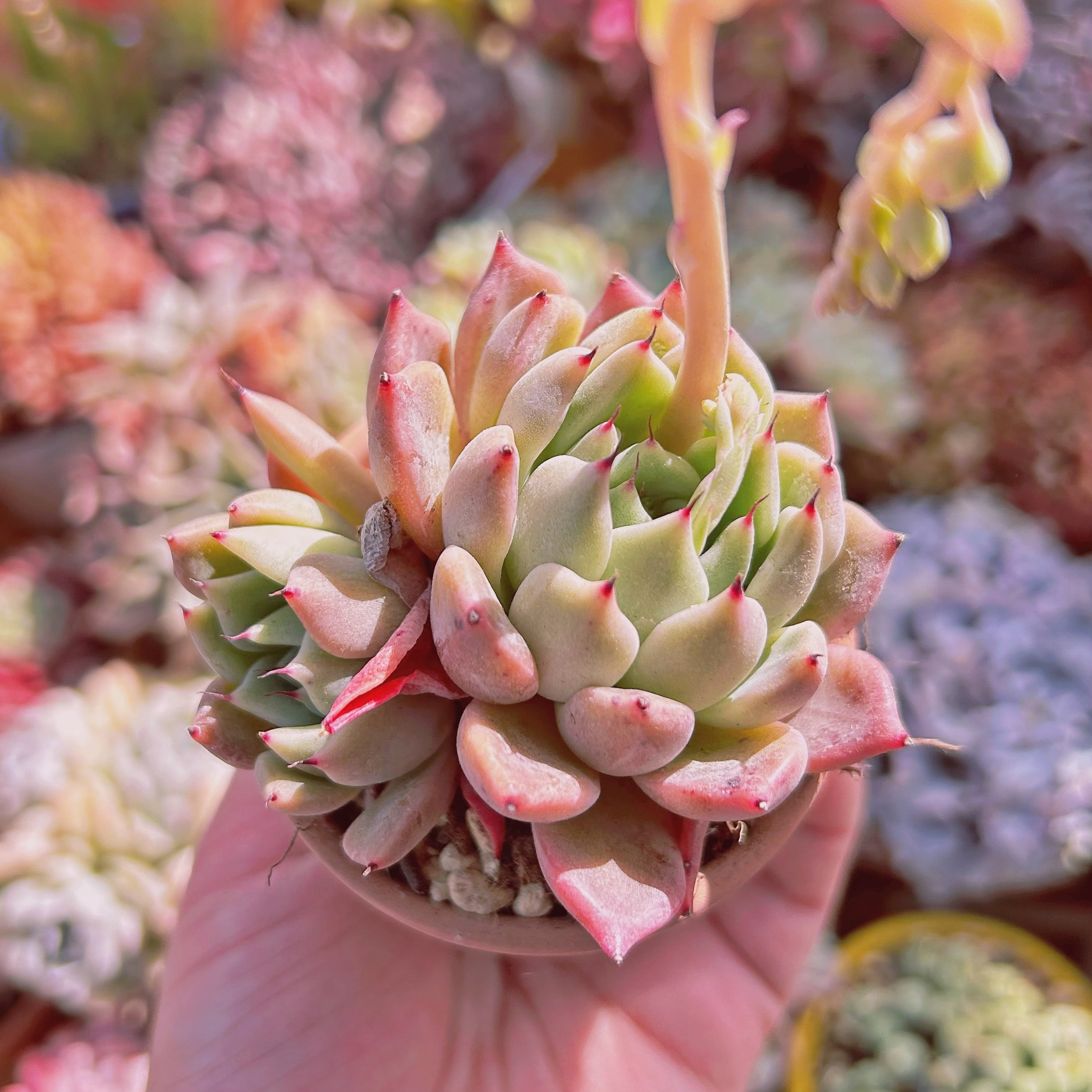 #522現物　多肉植物　ピンクザラゴーサ　抜き苗