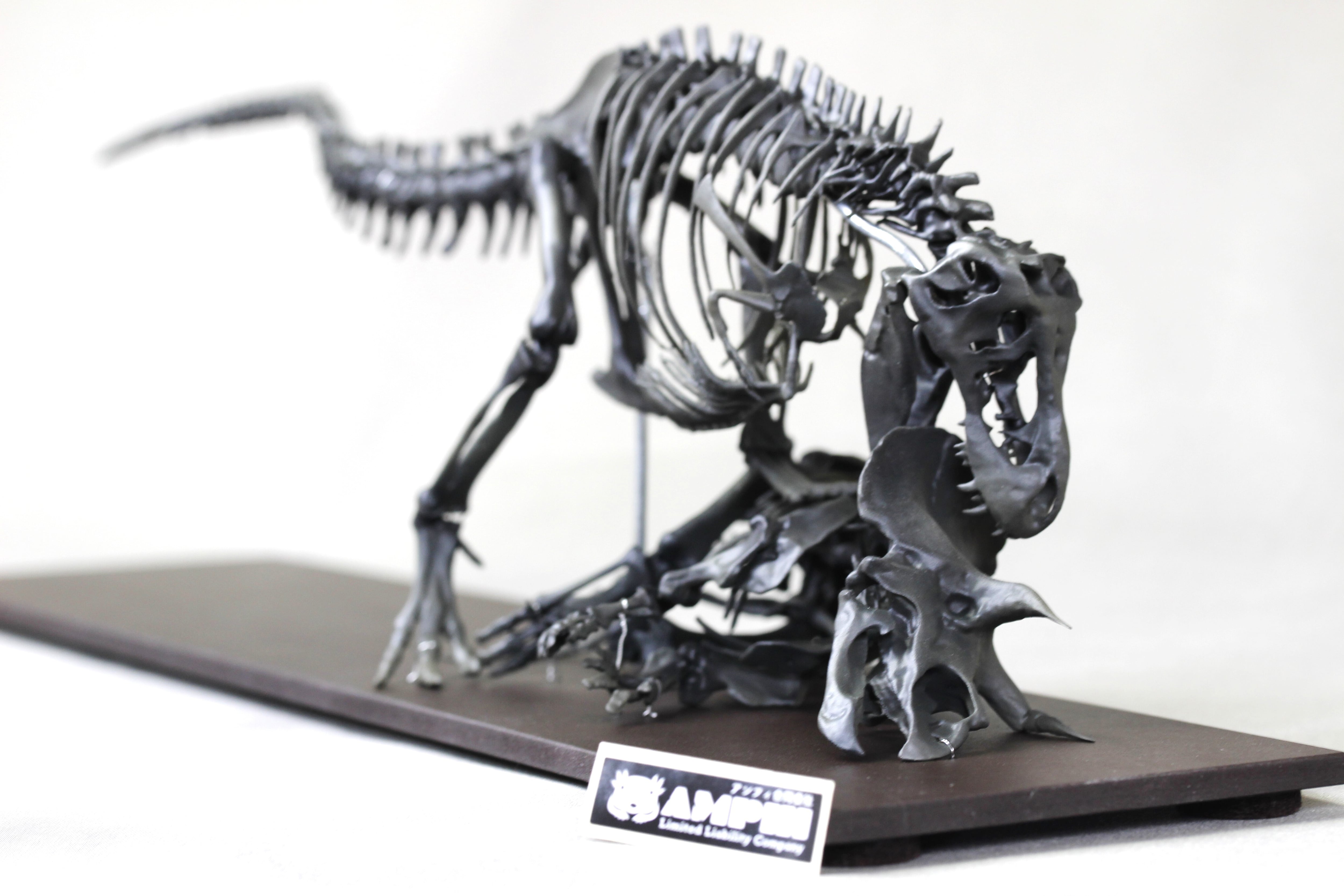 40cm】ティラノサウルス と トリケラトプス 縮小全身骨格模型【 恐竜