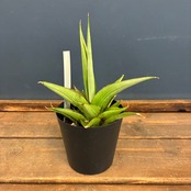 【クリアランスセール対象商品】サンスベリア　ミラノ【633】【再撮影】【▼】