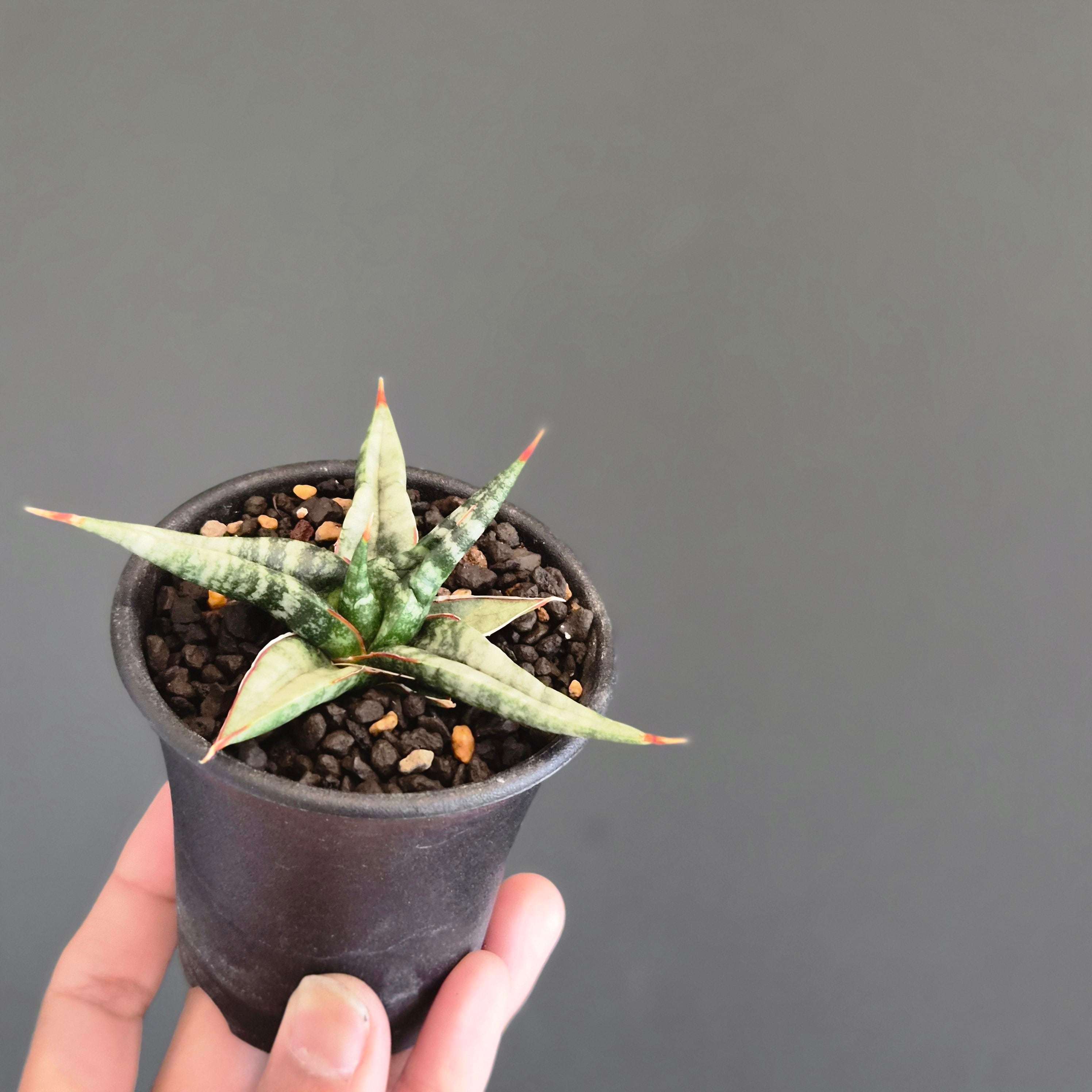 Sansevieria 'Tower Variegated' サンスベリア・タワー 斑入り
