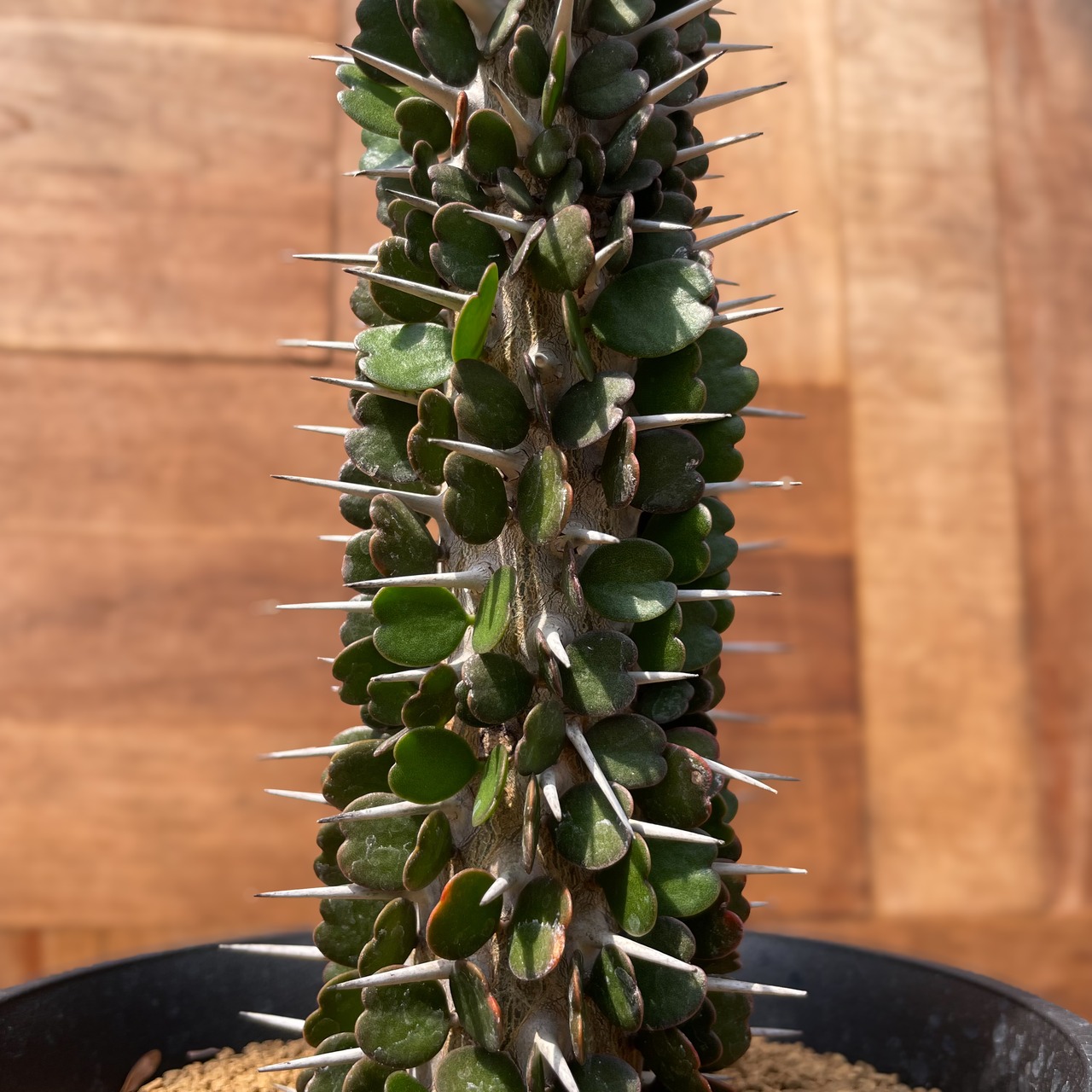 Alluaudia ascendens【アローディア・アスケンデンス】