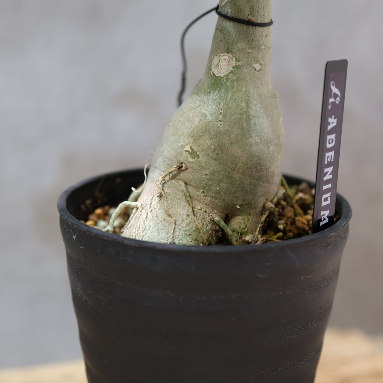 318 その花に目を奪われる『アデニウム KN185』観葉植物 【送料無料