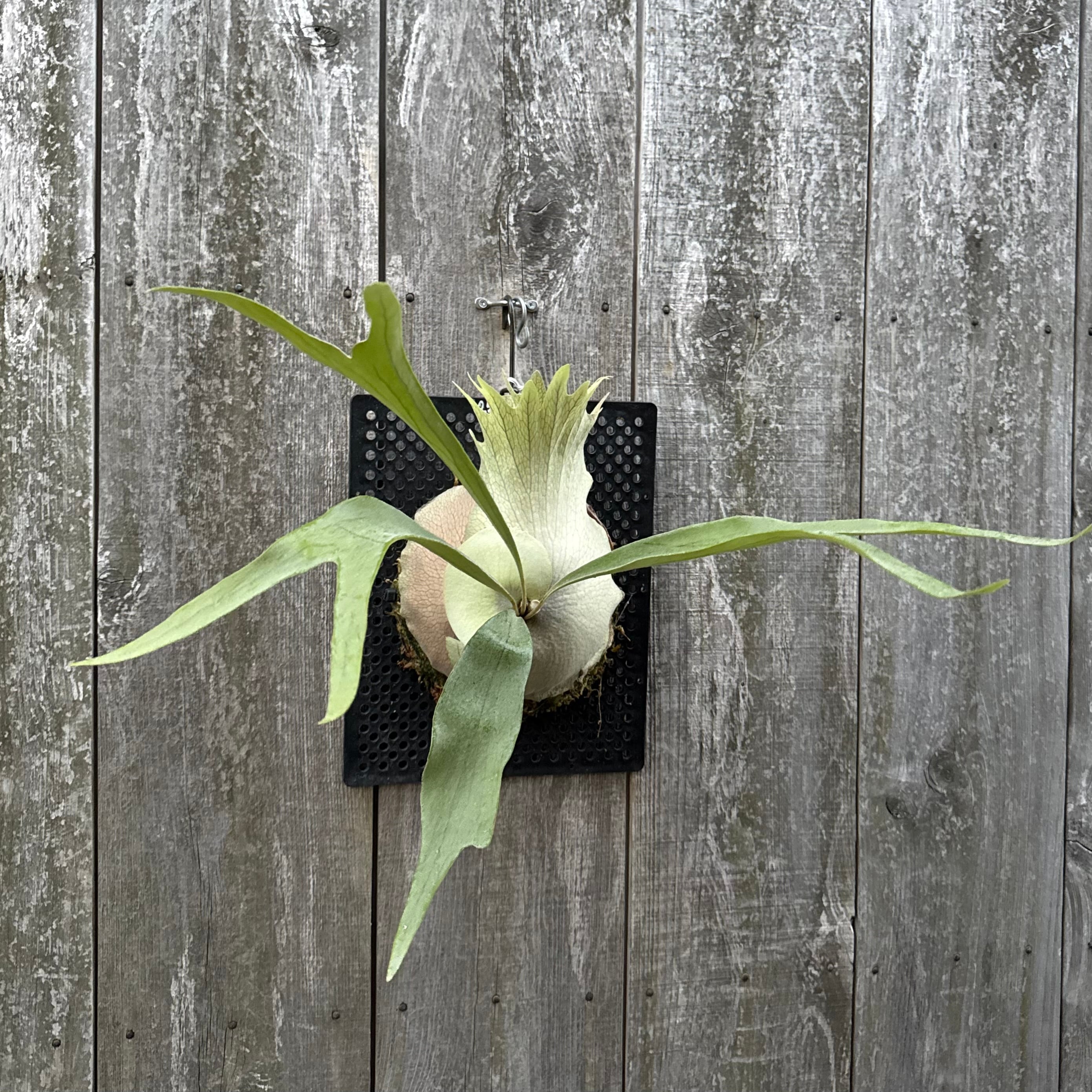 P. Doitung Mr. Ning (pup) | naturefix